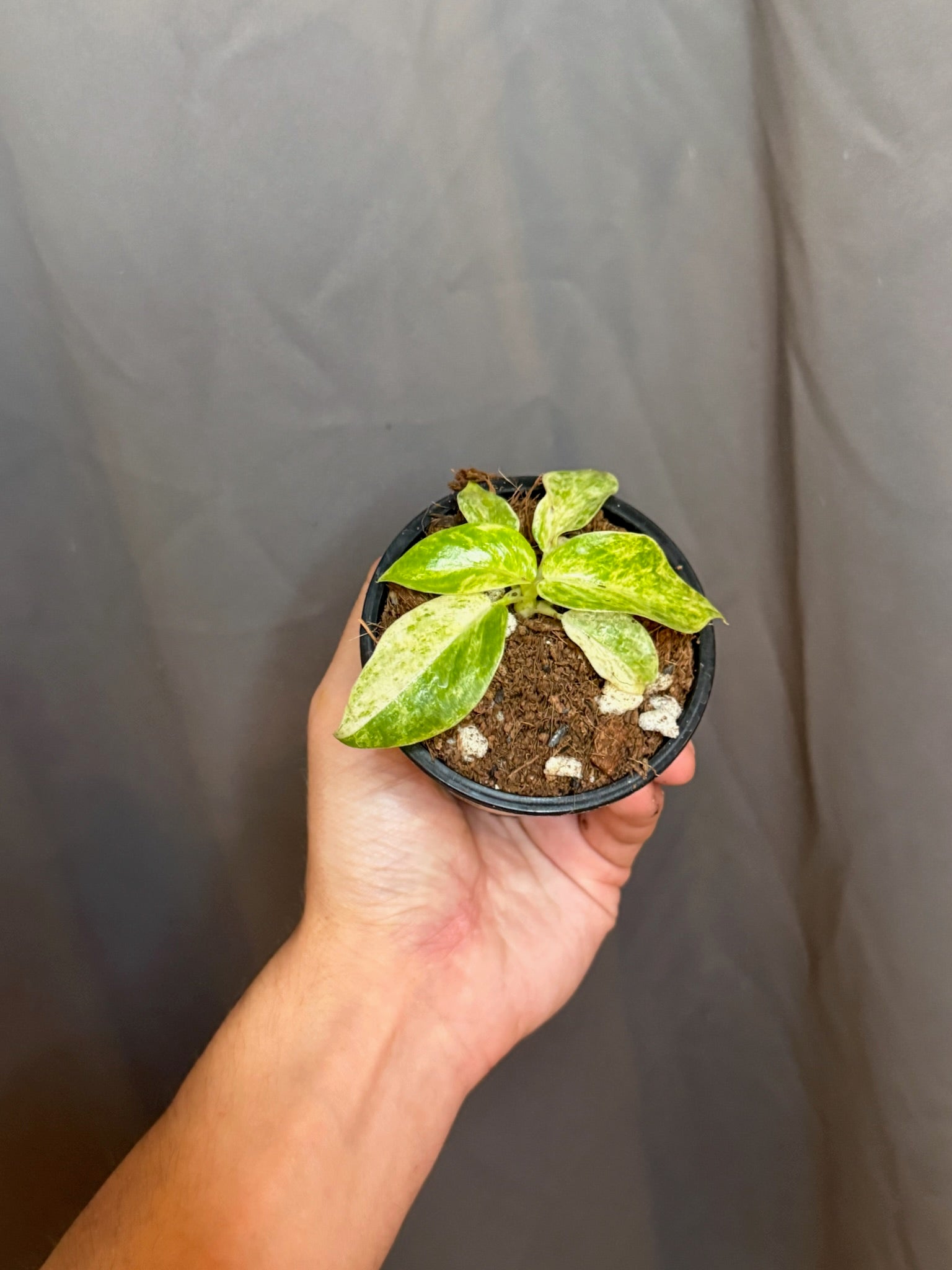 3" Philodendron Giganteum Blizzard Var Growers Choice - Jacksbs