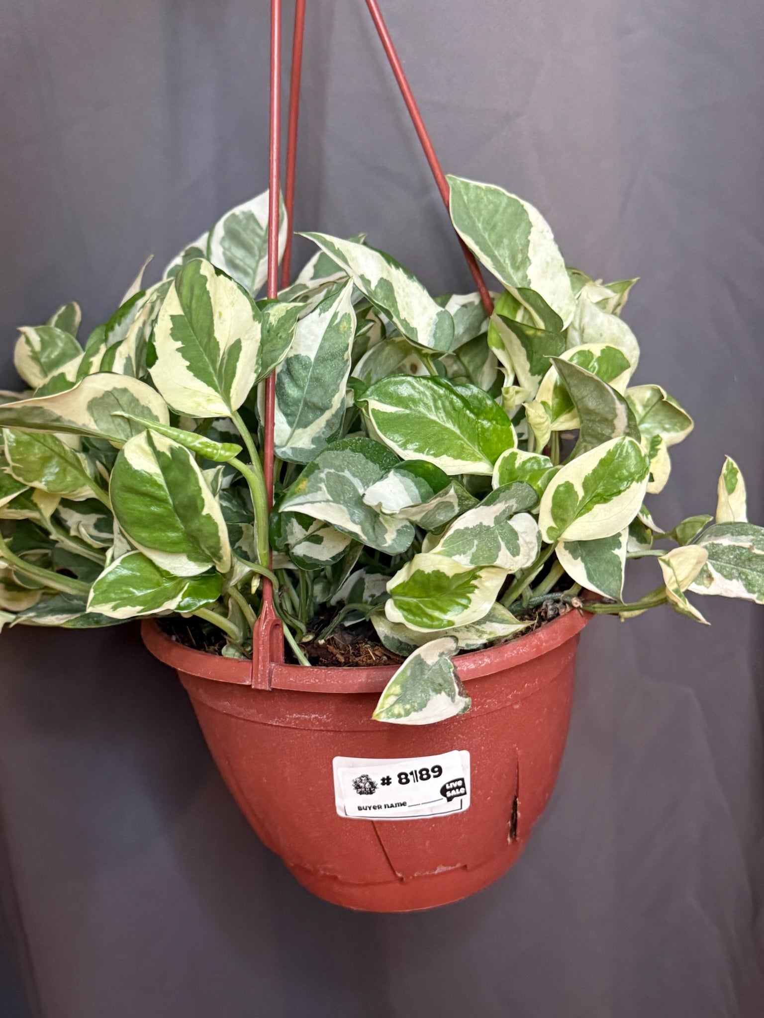 Pothos N Joy 8" Hanging Basket - Jacksbs