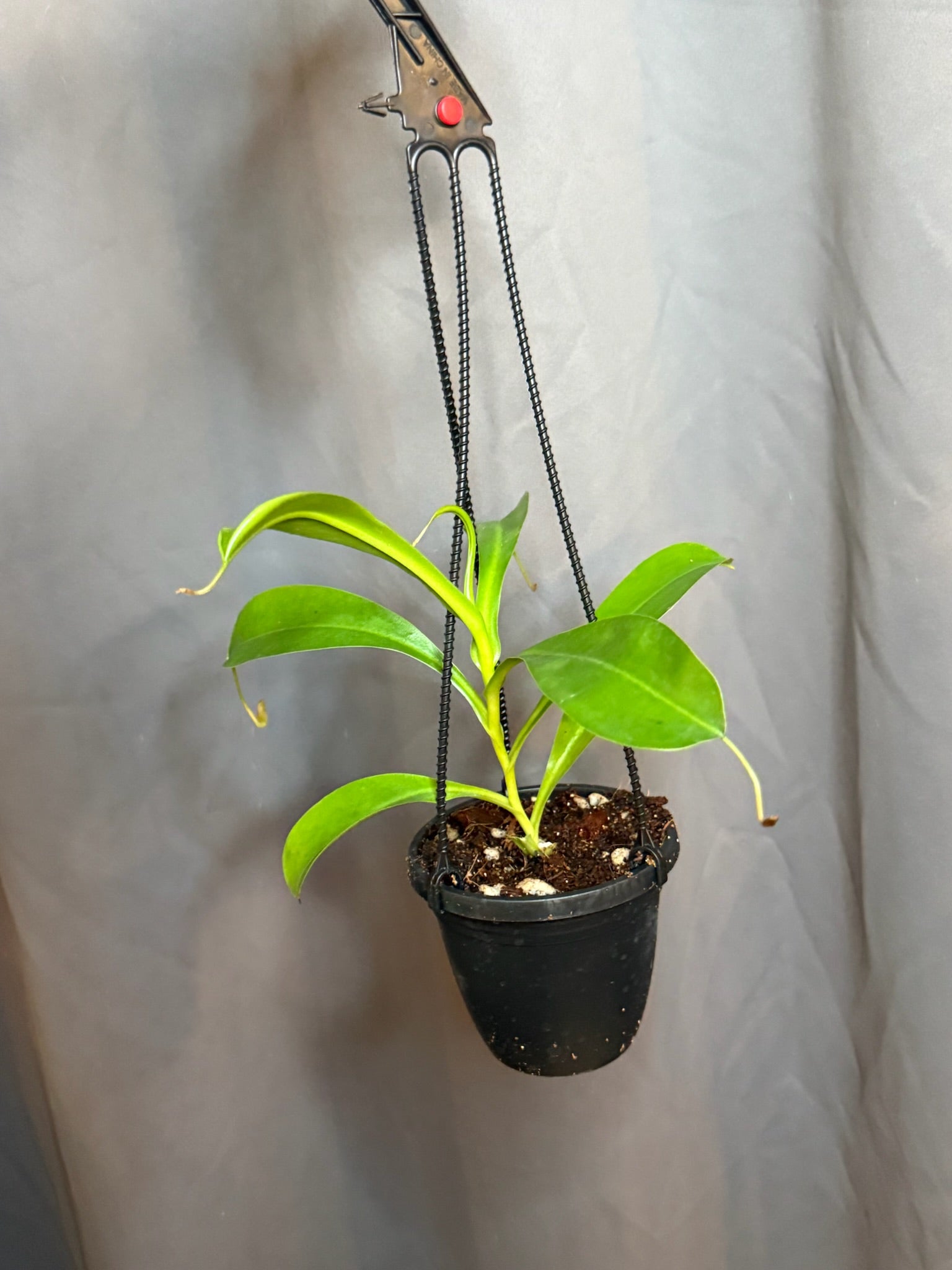Nepenthes Alata 3" Hanging Basket Growers Choice - Jacksbs