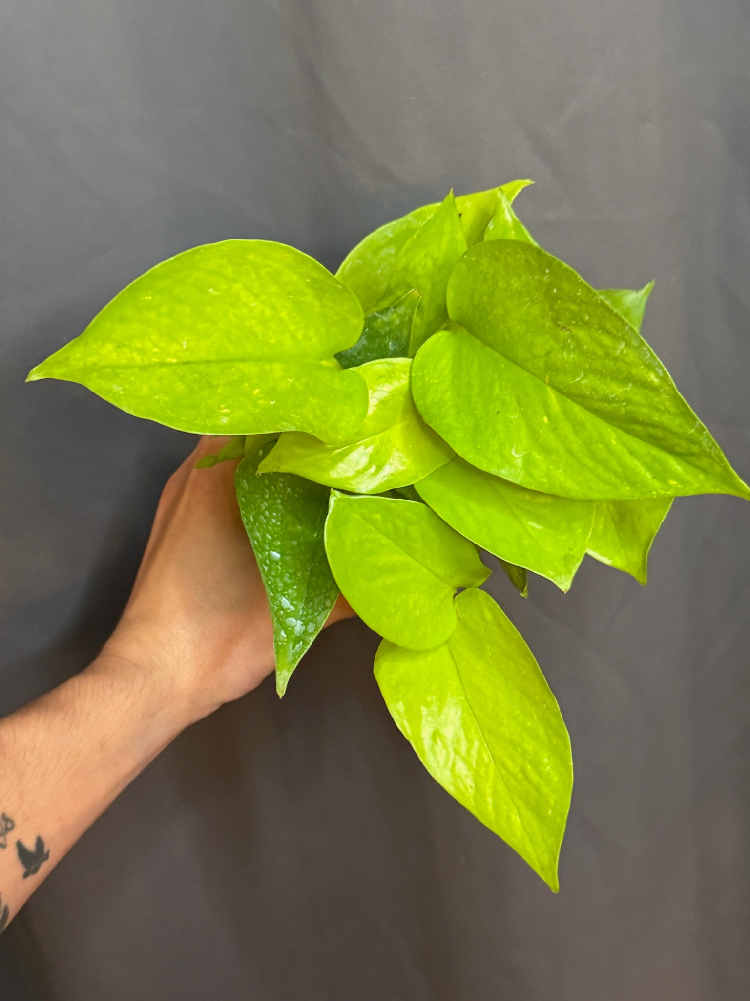 Neon Pothos 4" Grower's Choice - Jacksbs