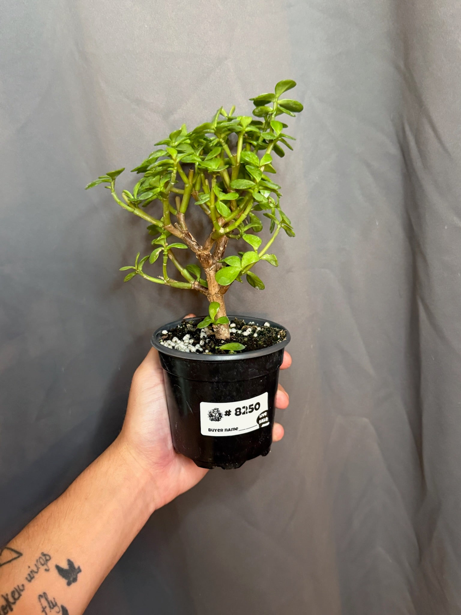 Jade Plant 4” Grower's Choice - Jacksbs
