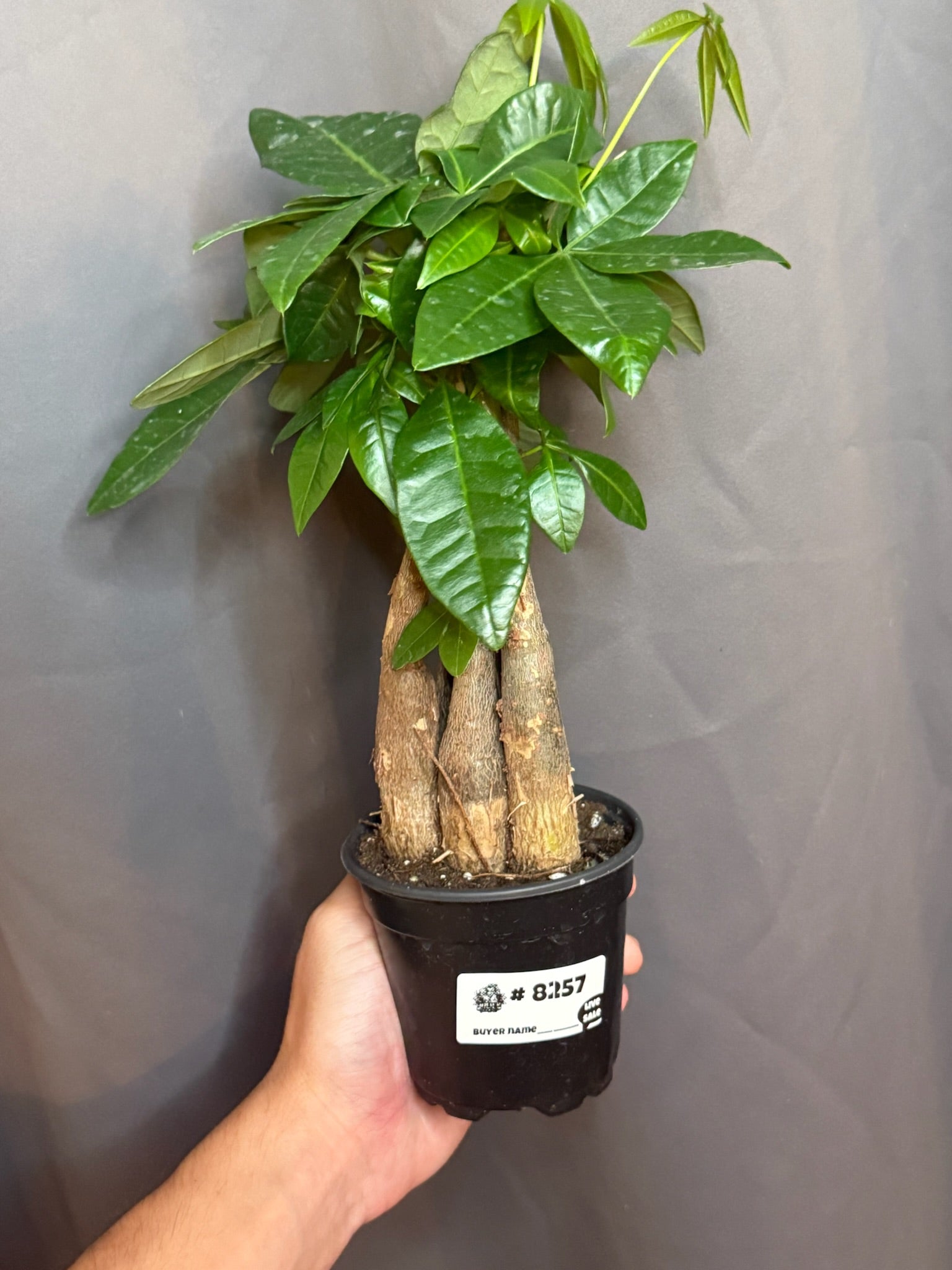 Money Tree Braided 4” - Jacksbs