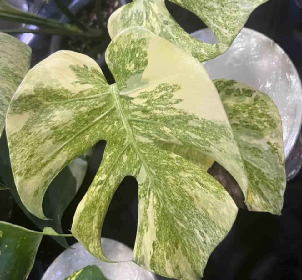 Monstera delisiosa Green Snow Tissue Culture - Next Ship date 12/3 - Jacksbs