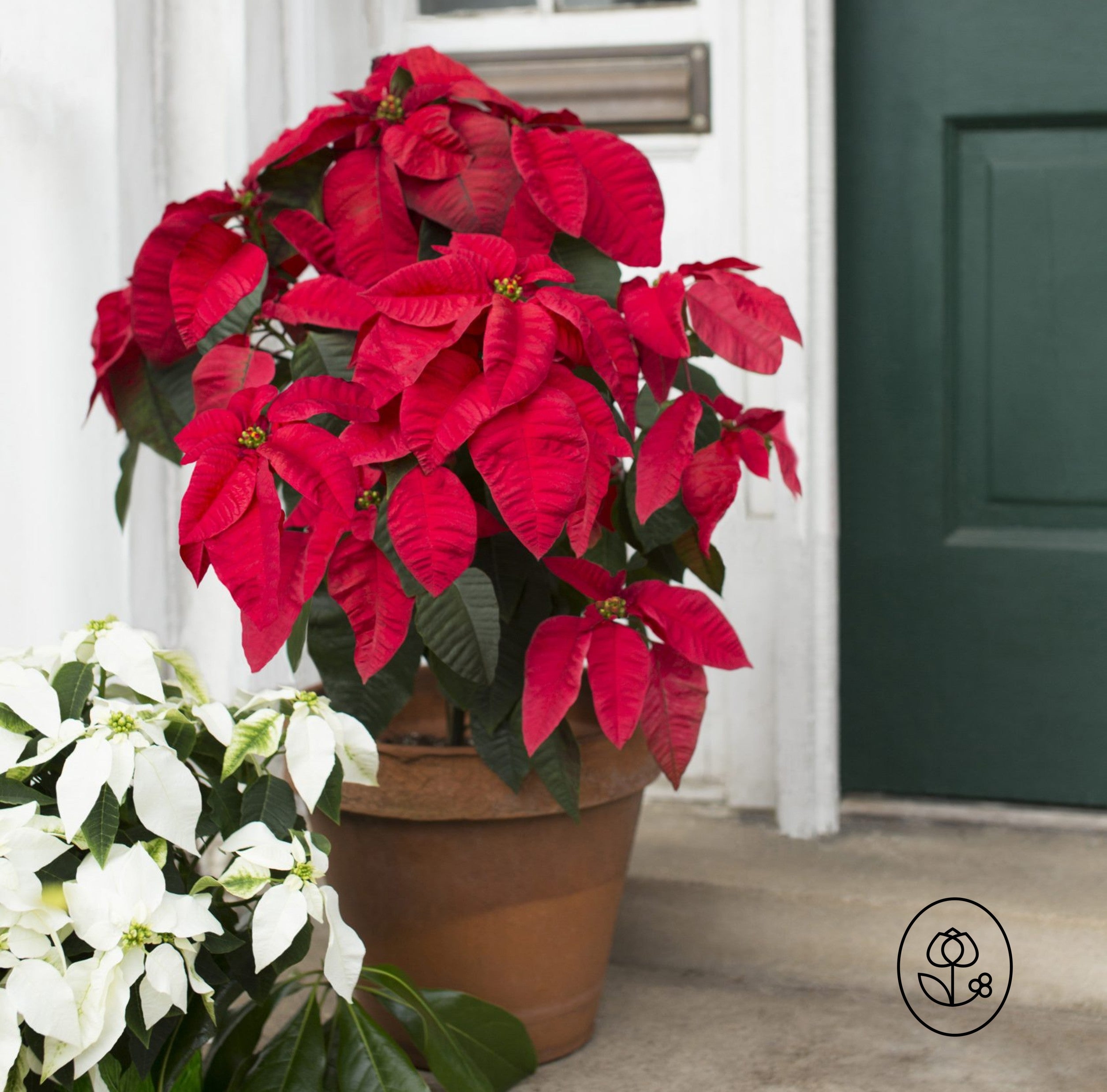 Poinsettia Tree 3Gal - pickup only starting 12/3 - Jacksbs