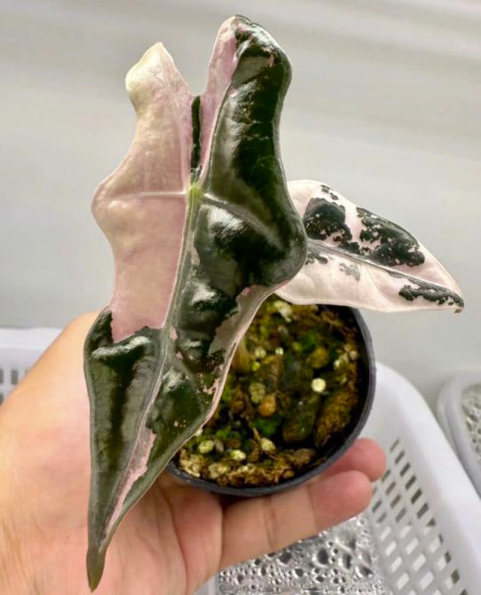 Alocasia Pink Nobilis Variegated Tissue Culture - Ships 12/10 - Jacksbs