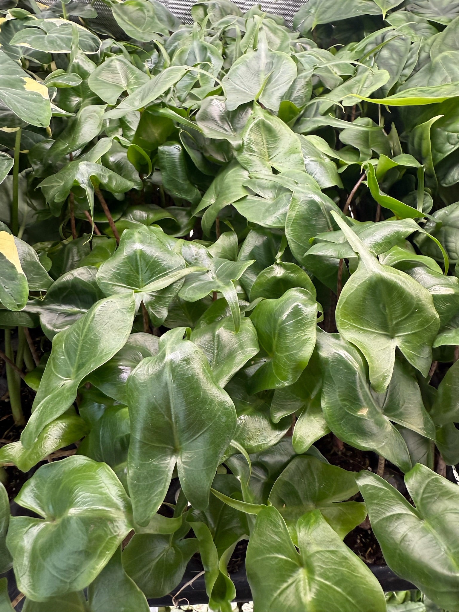 Monthly Plant Box 3 Plants image 6