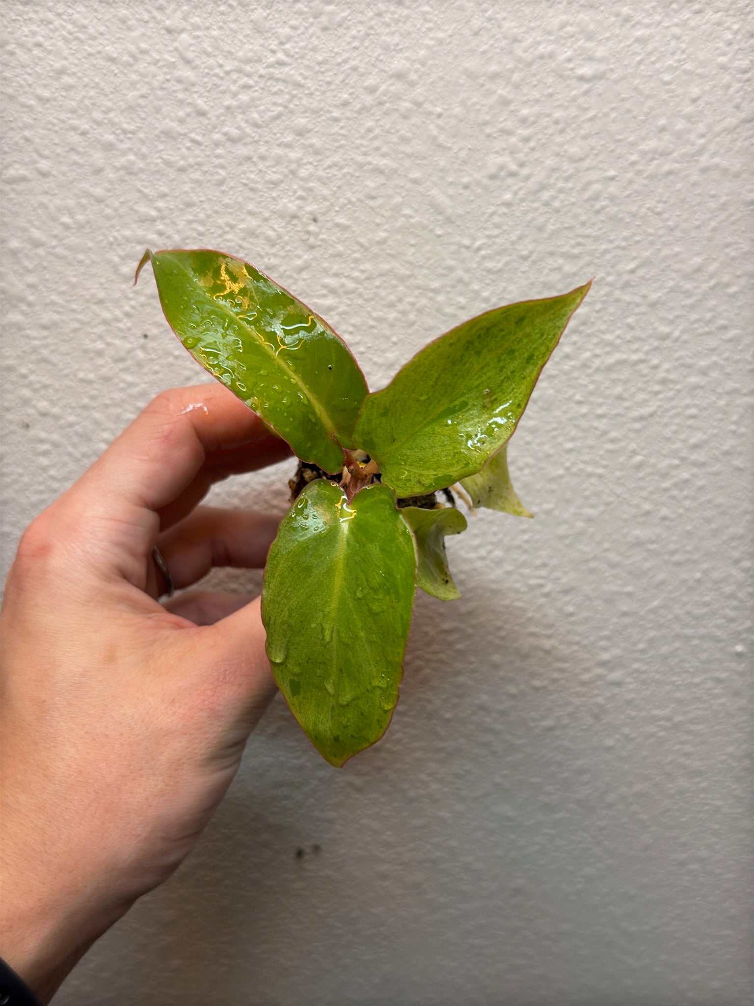 Plug pack 4 plants random image 8