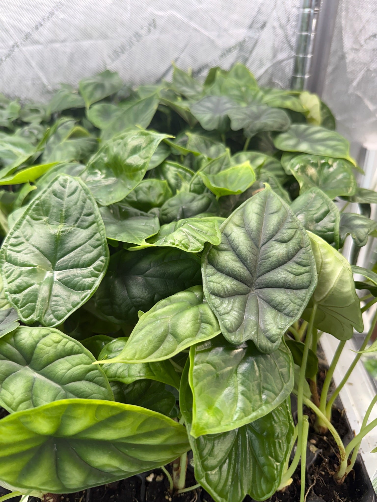 Monthly Plant Box 3 Plants image 4