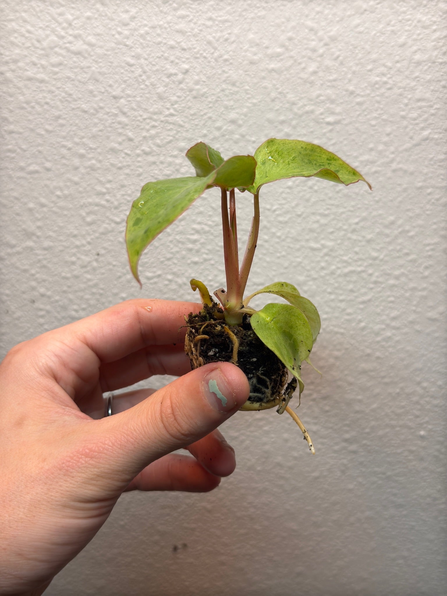 Plug pack 4 plants random image 10