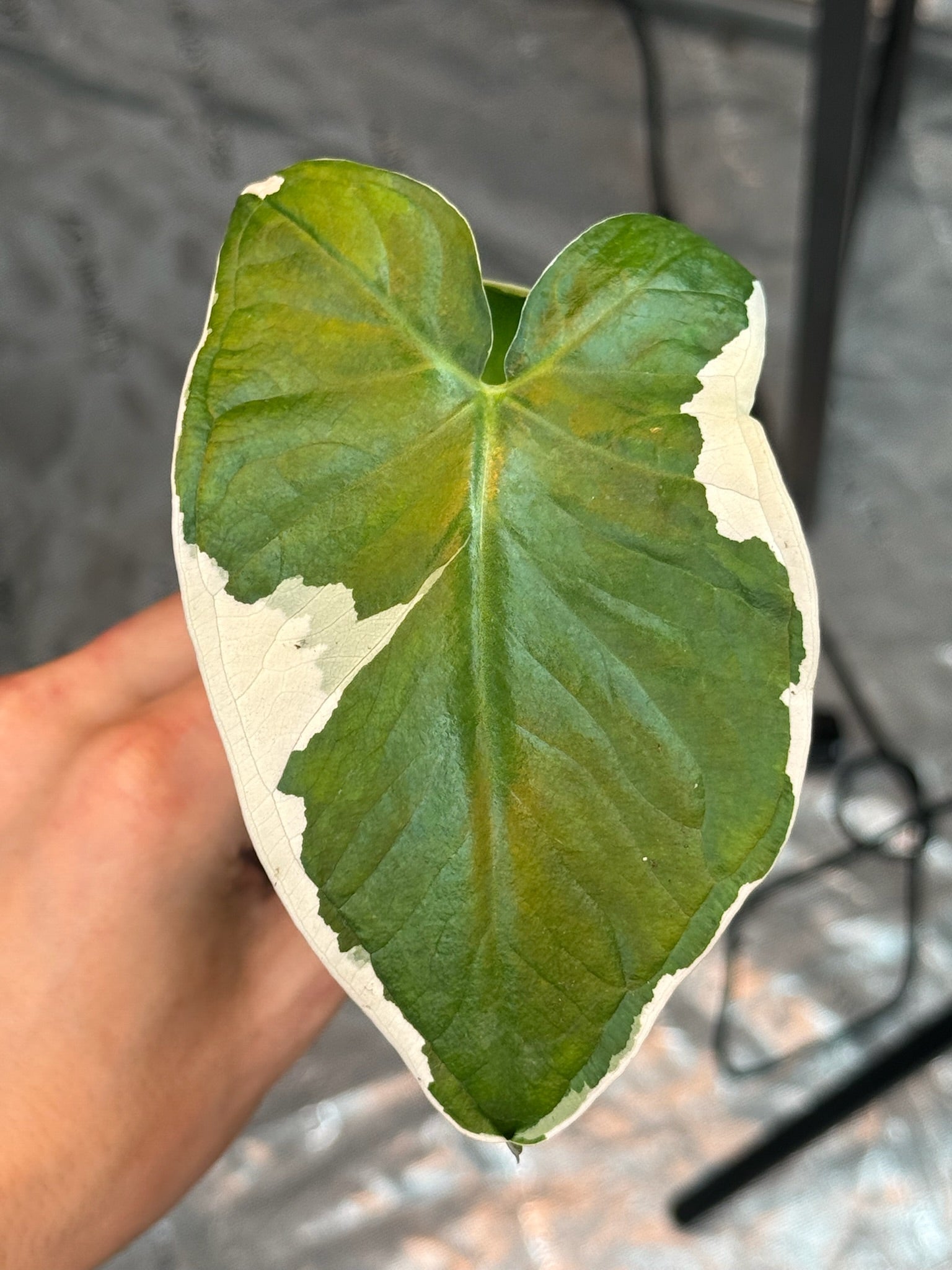 Mickey Mouse Alocasia Starter Plug image 0