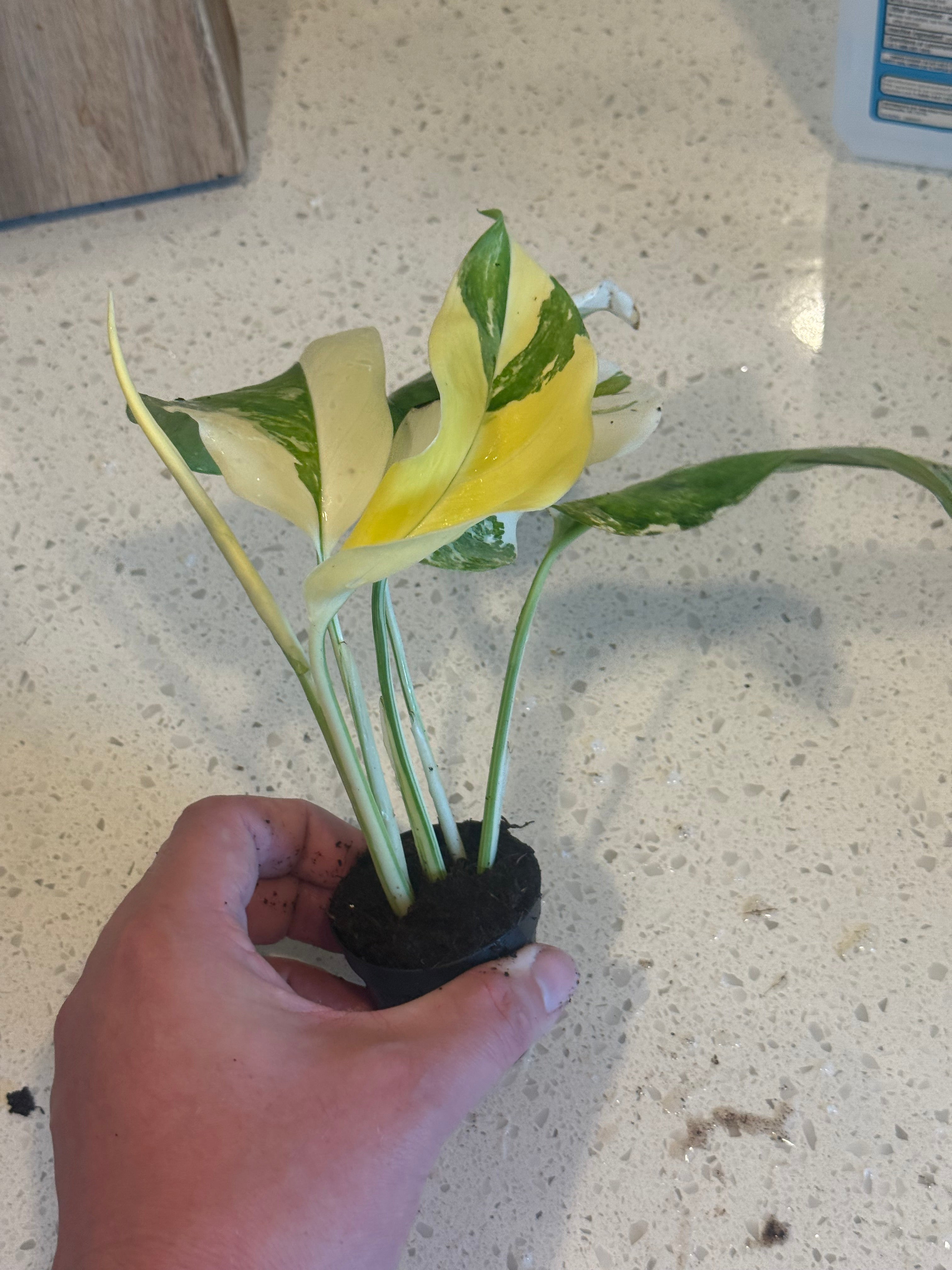 Monstera Lechleriana Variegated 2" image 2