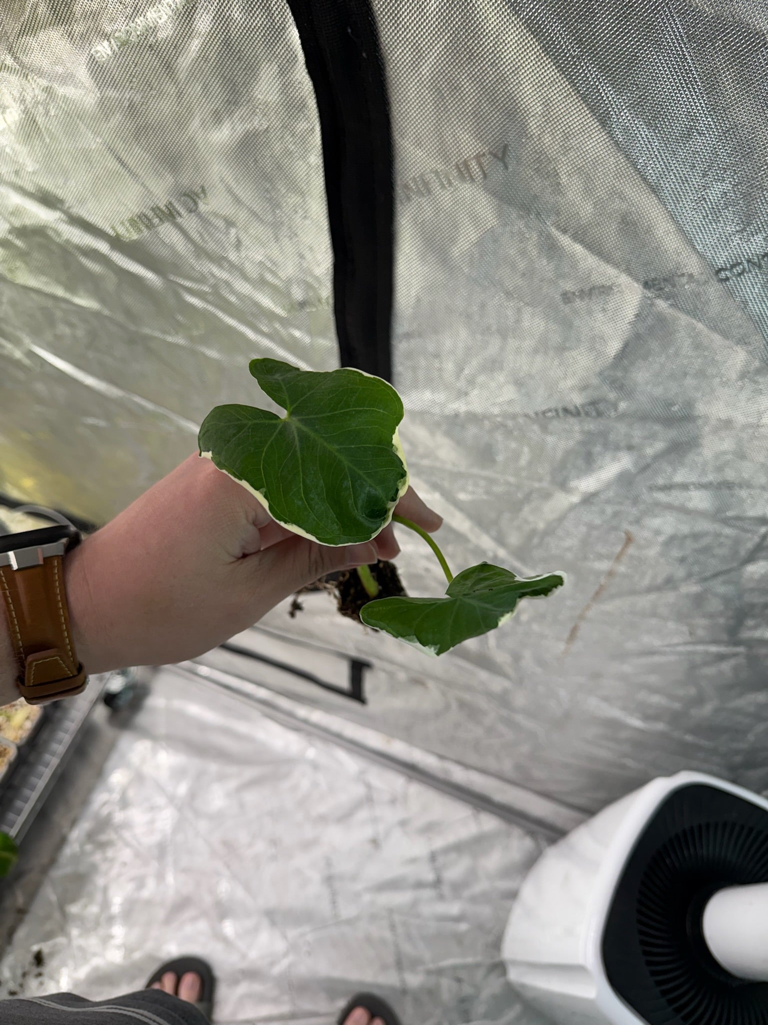 Mickey Mouse Alocasia Starter Plug image 1