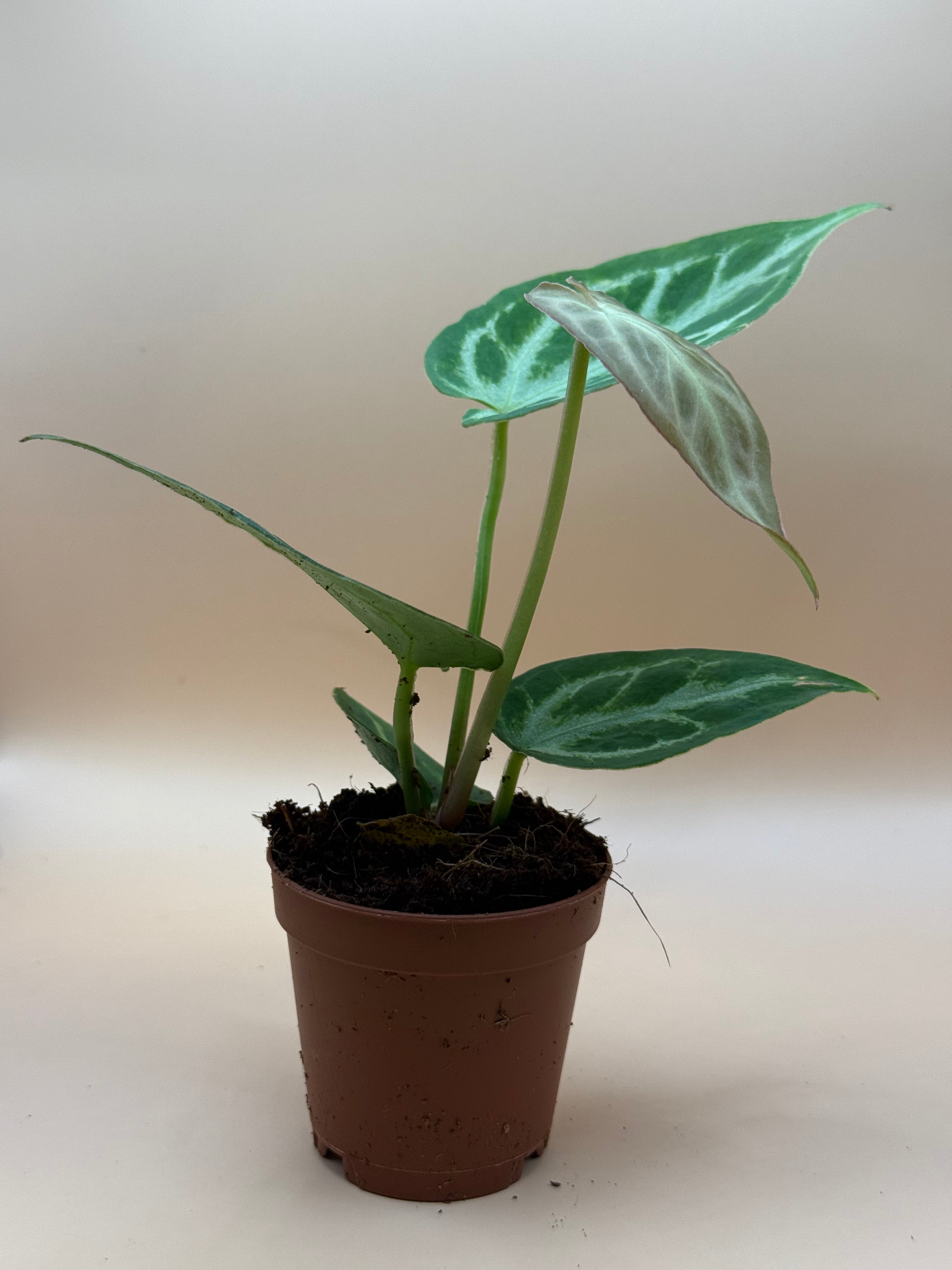 Anthurium Silver Blush 2" image 1