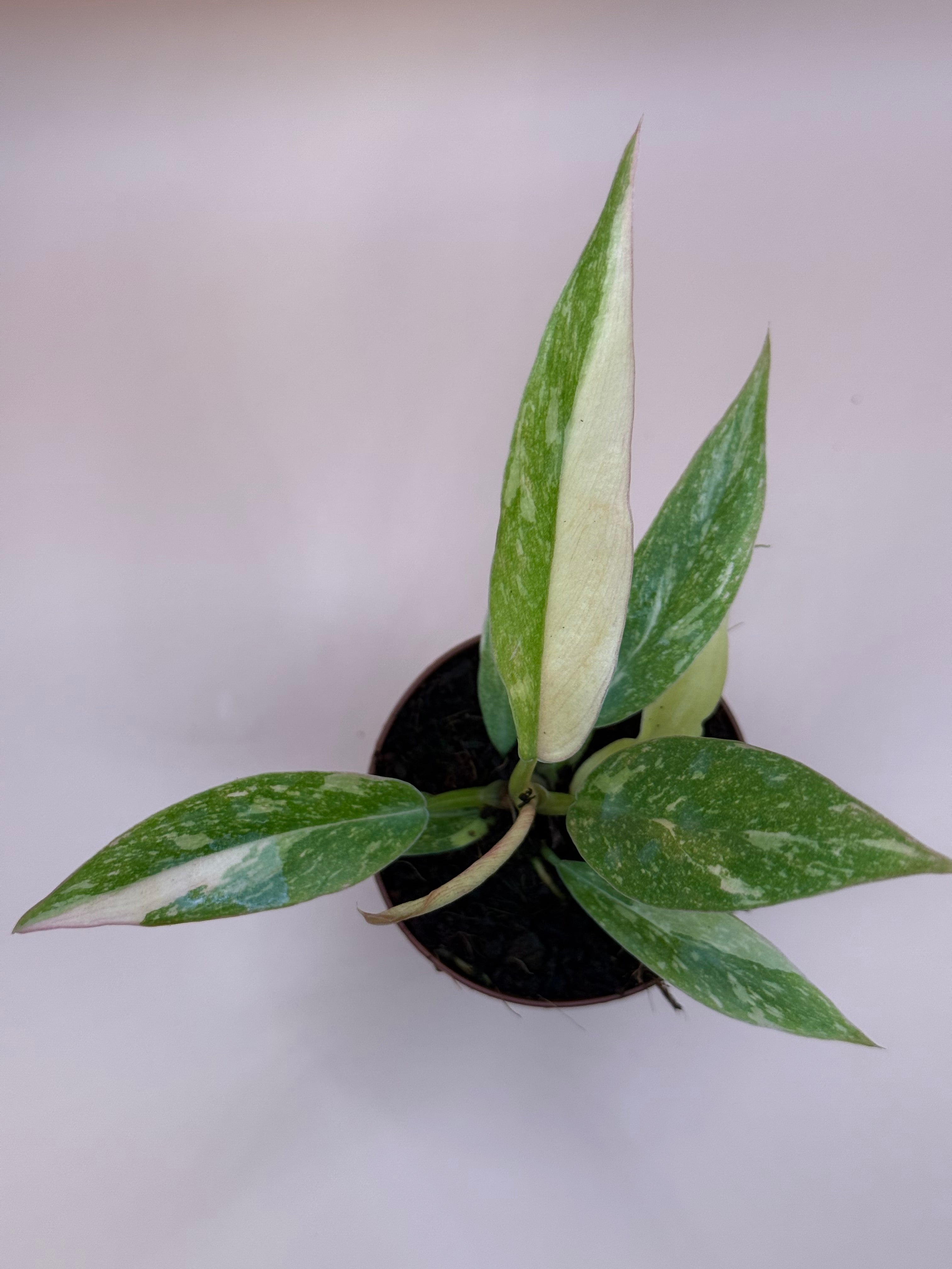 Philodendron Ring of Fire 2" image 2