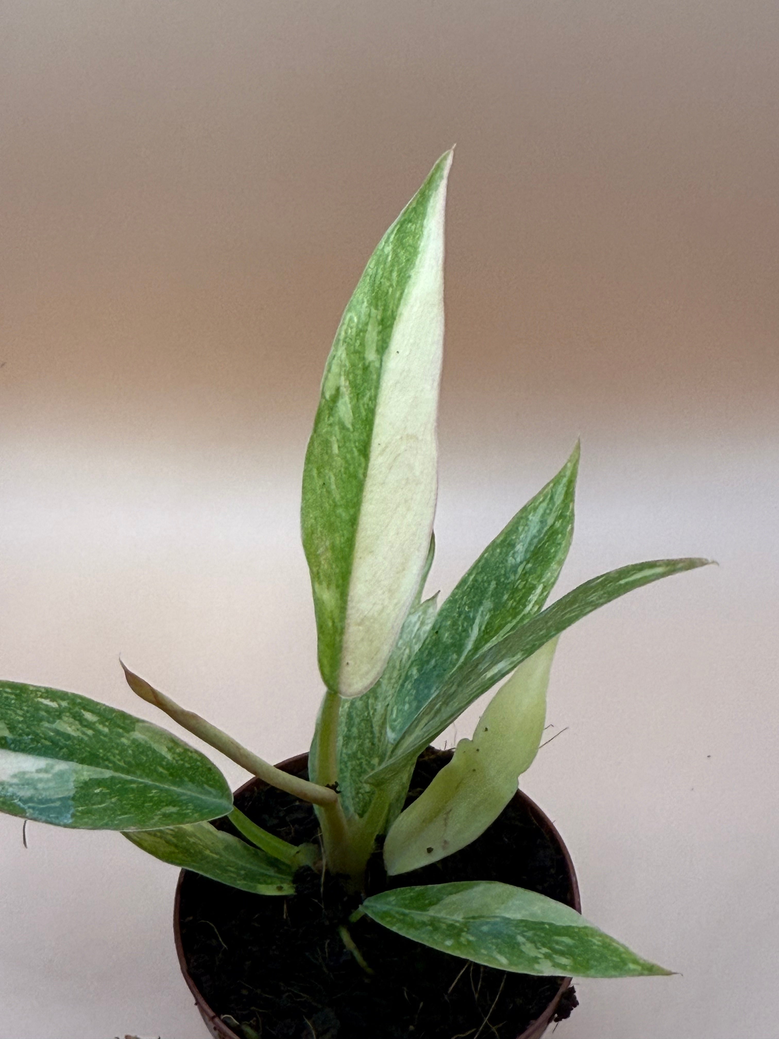 Philodendron Ring of Fire 2" image 1