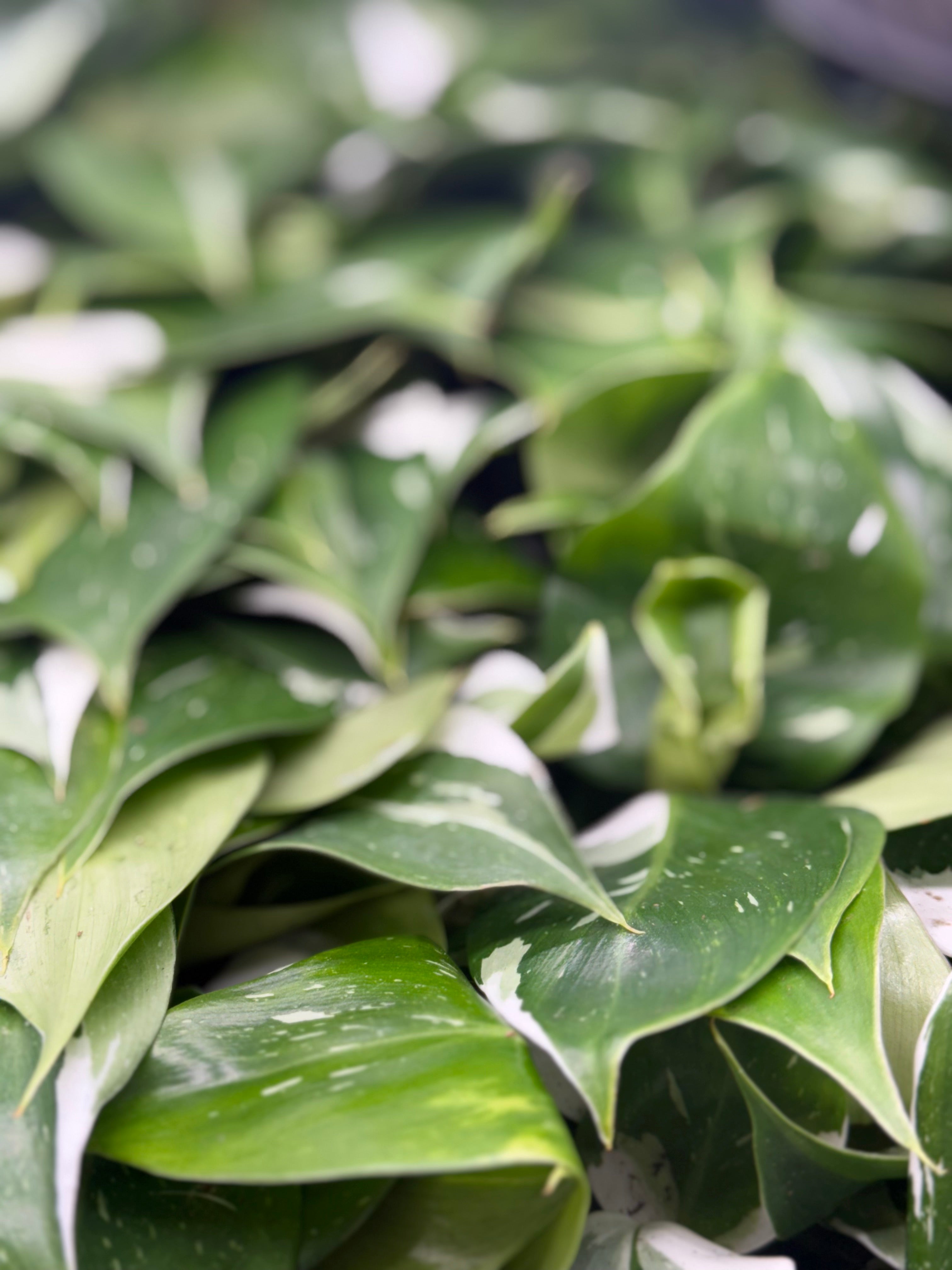 Philodendron Puncata Plug image 4