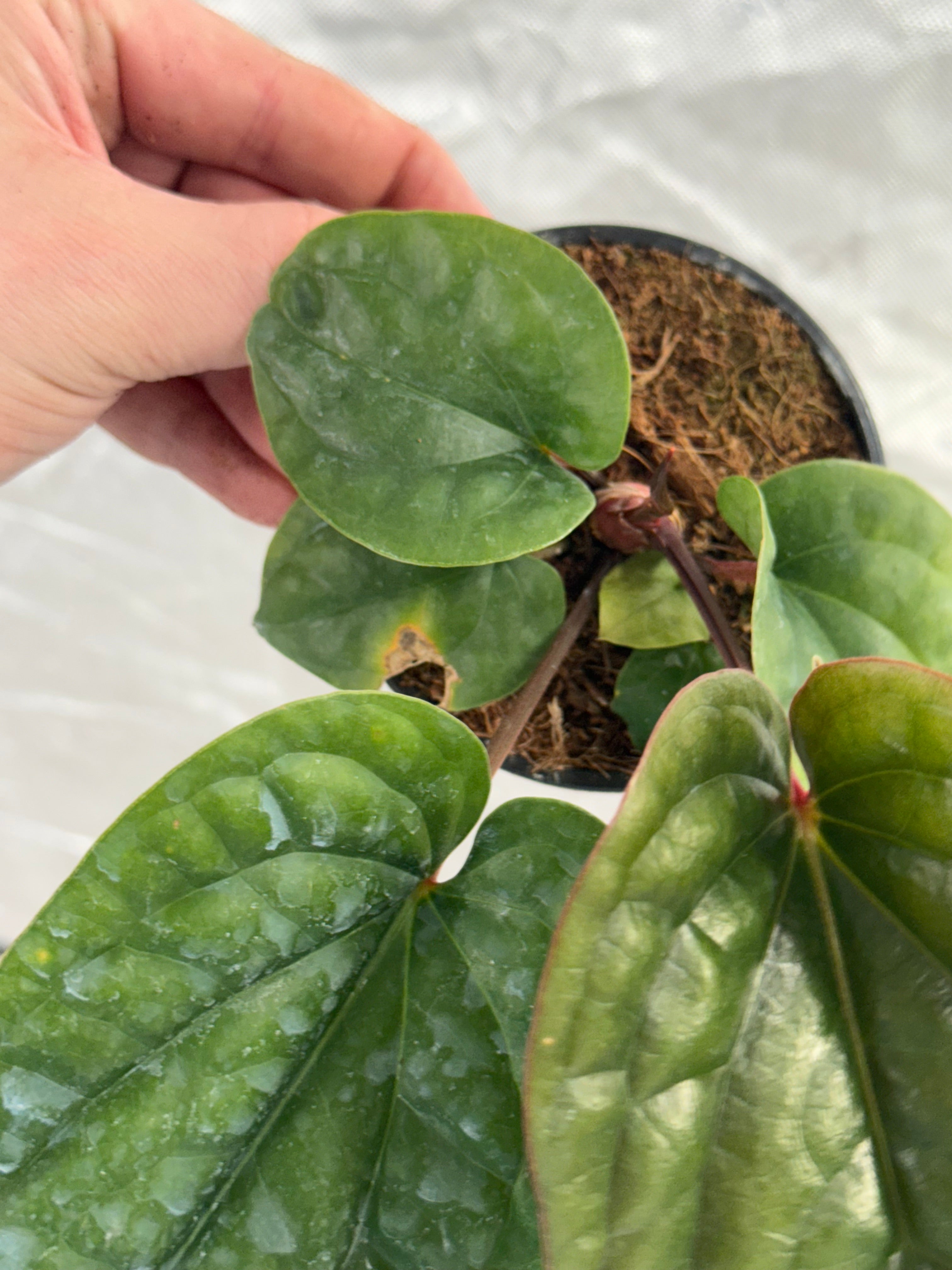 Anthurium Radicans x Luxurans 2" image 3