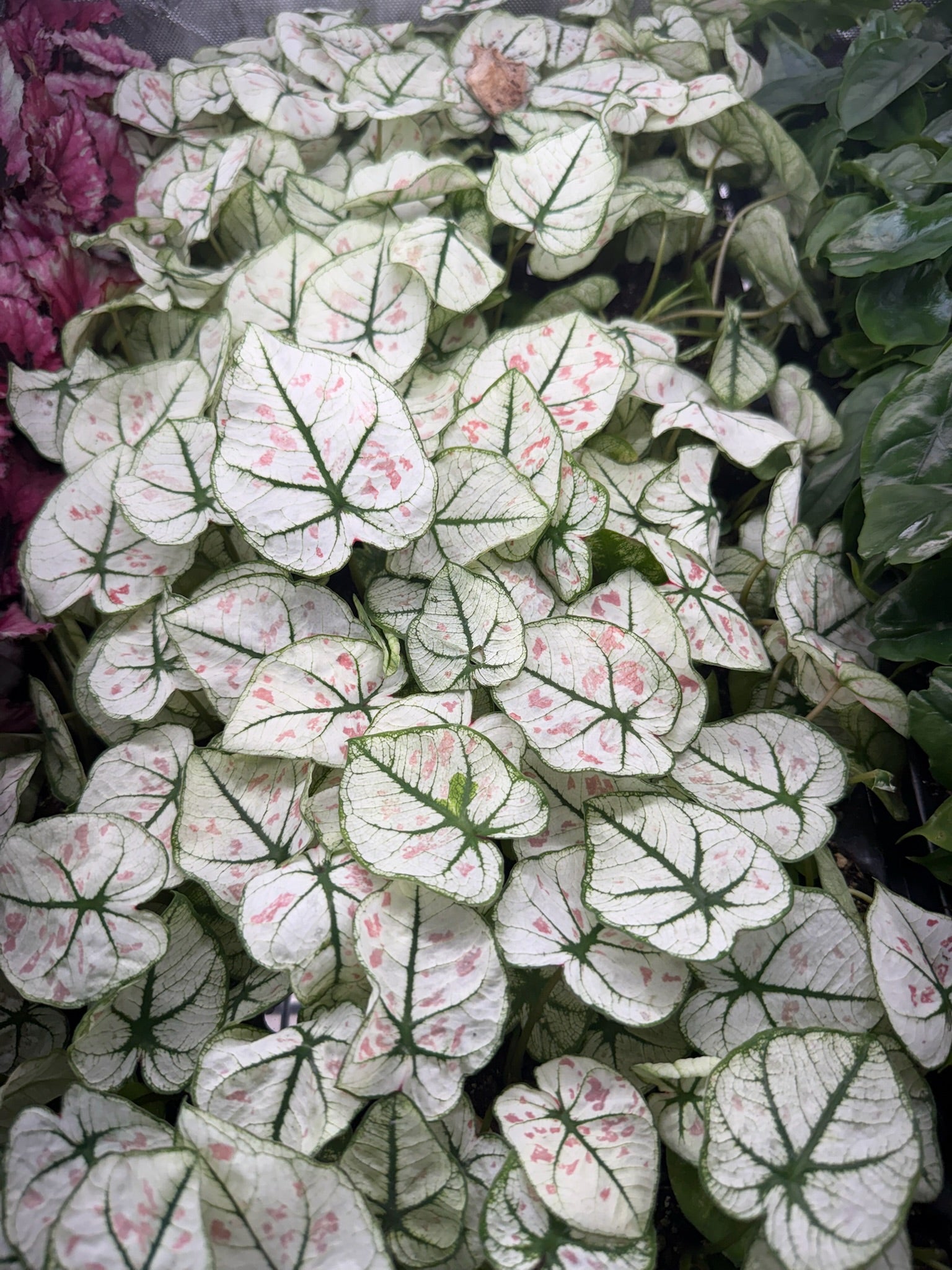 Monthly Plant Box 3 Plants image 2