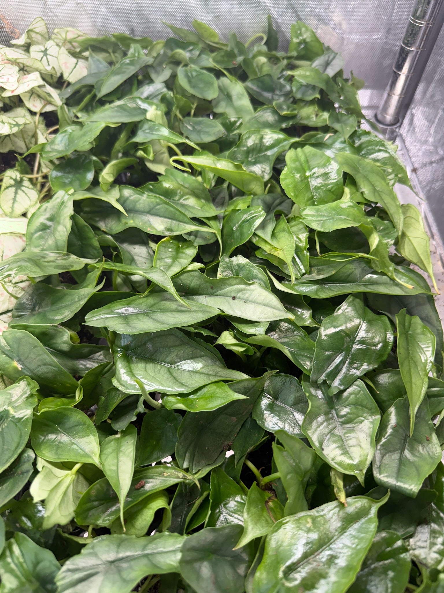 Monthly Plant Box 3 Plants image 3