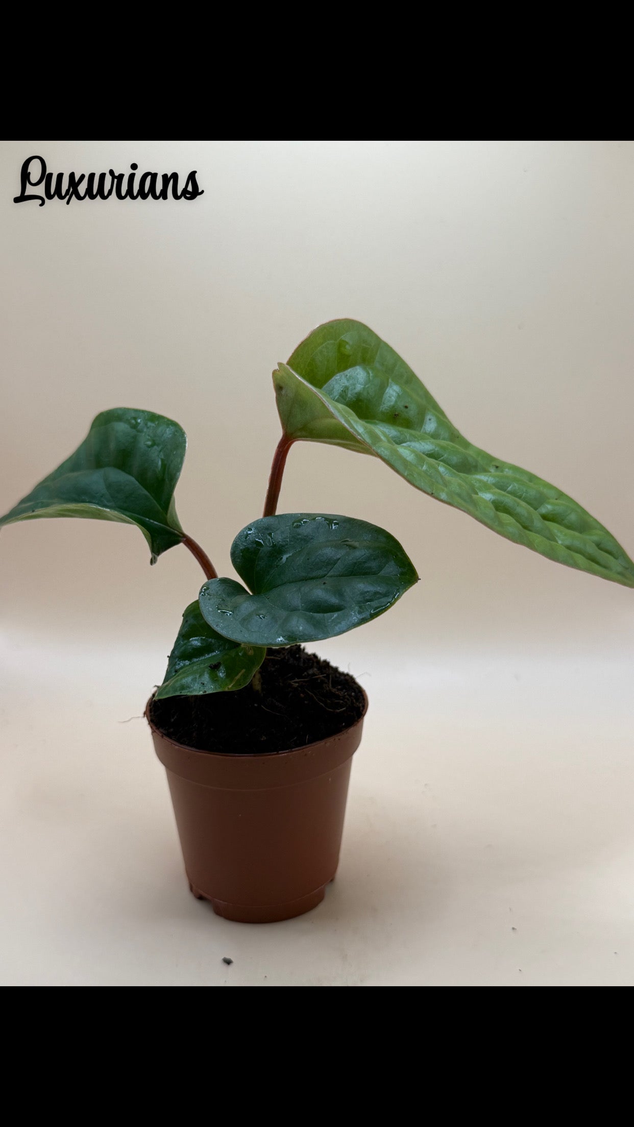 Anthurium Radicans x Luxurans 2" image 1