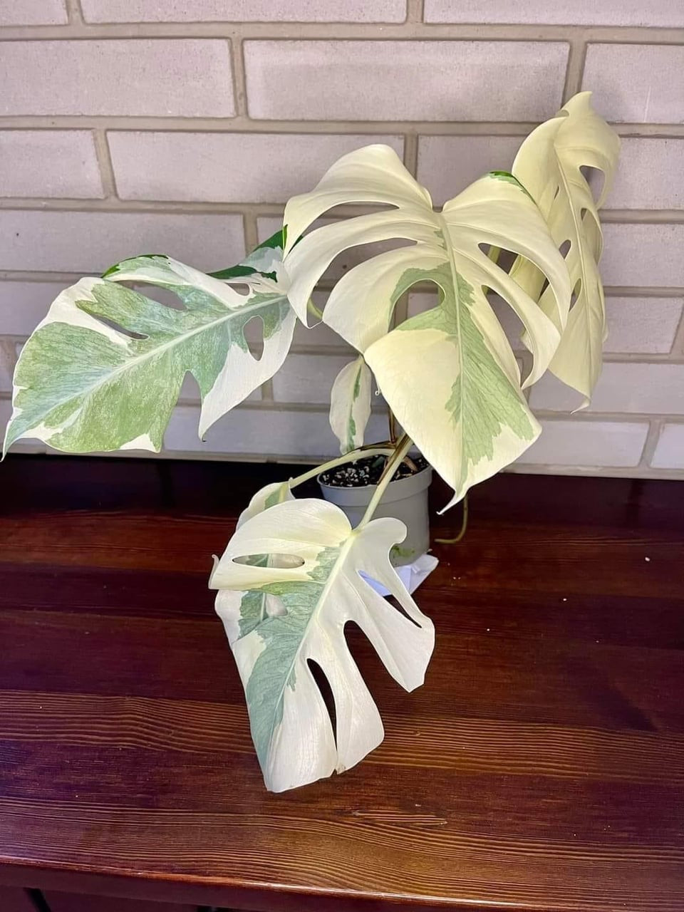 Monstera Lava Monster TC image 0
