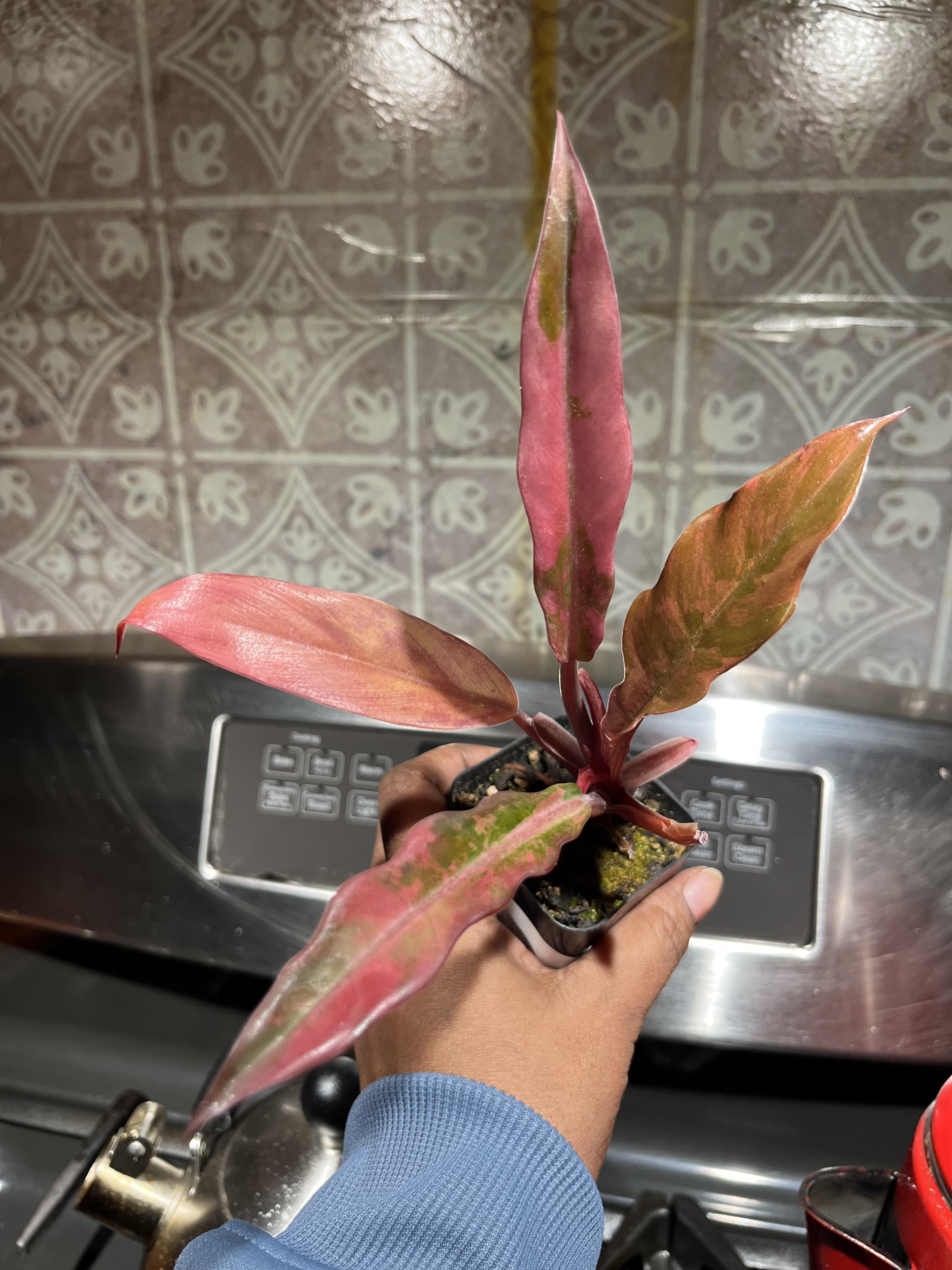 Pink Caramel Marble TC Ships 1/7