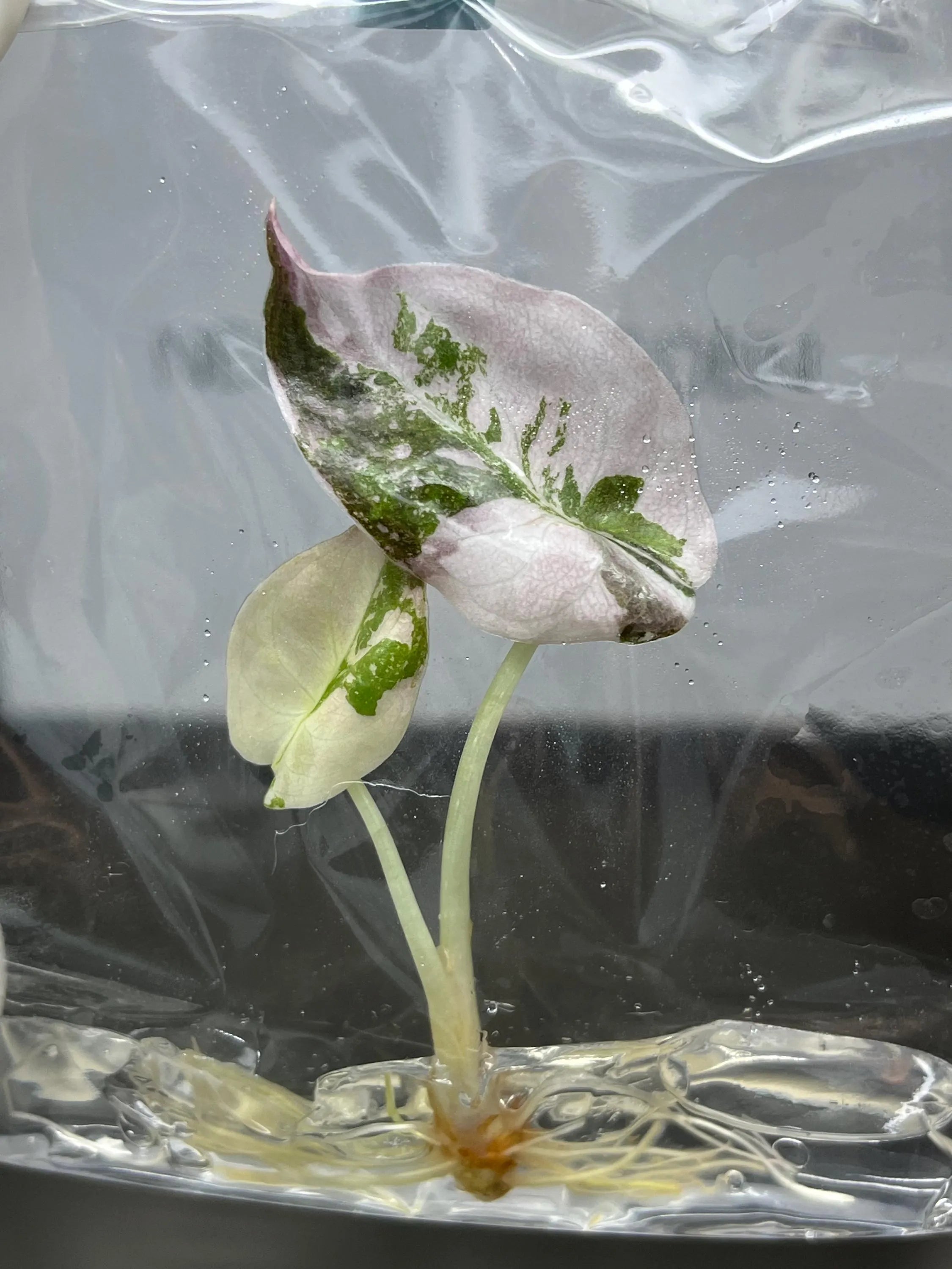 Alocasia Cuprea Pink Variegated TC - Ships 12/10 - Jacksbs