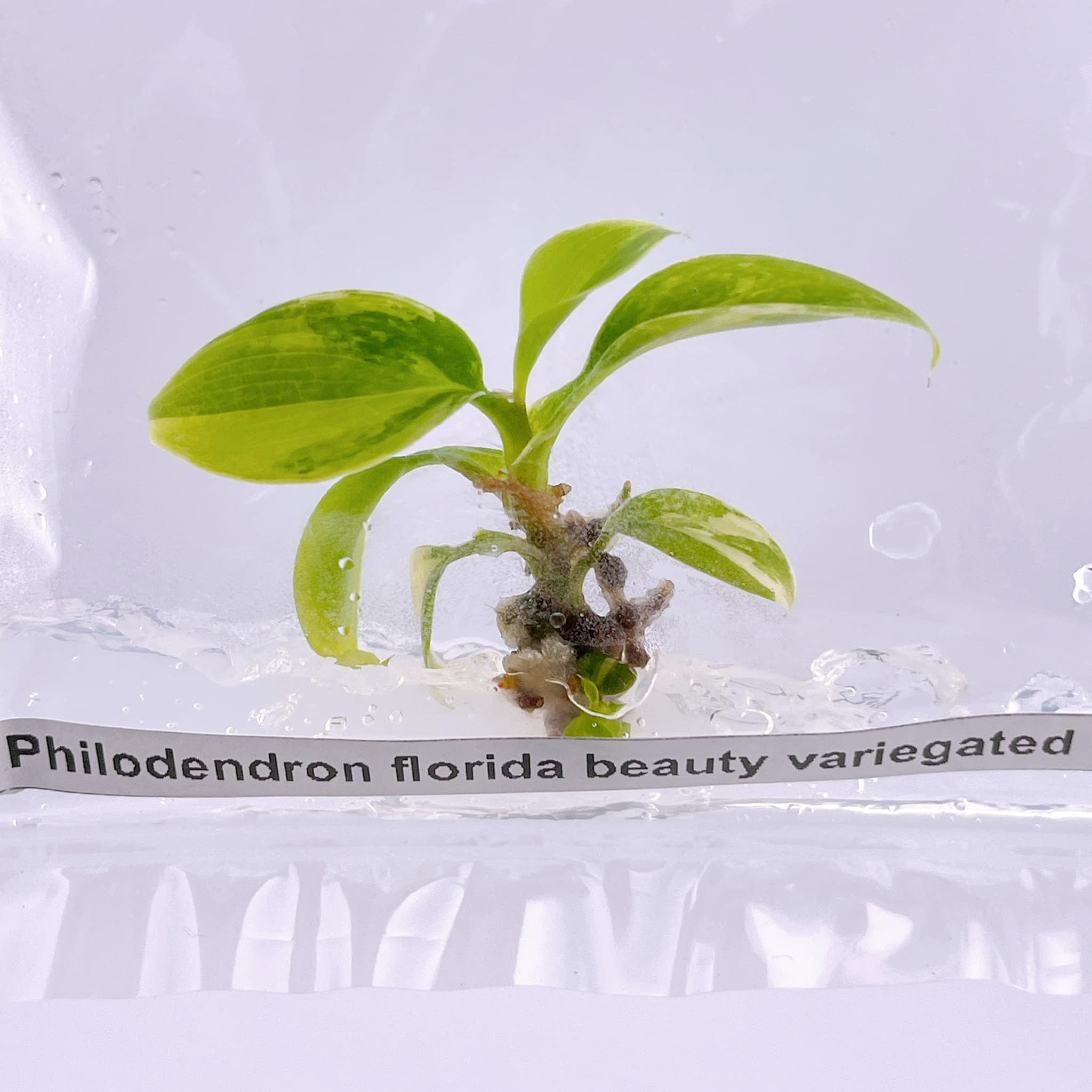 Tissue Culture Plants