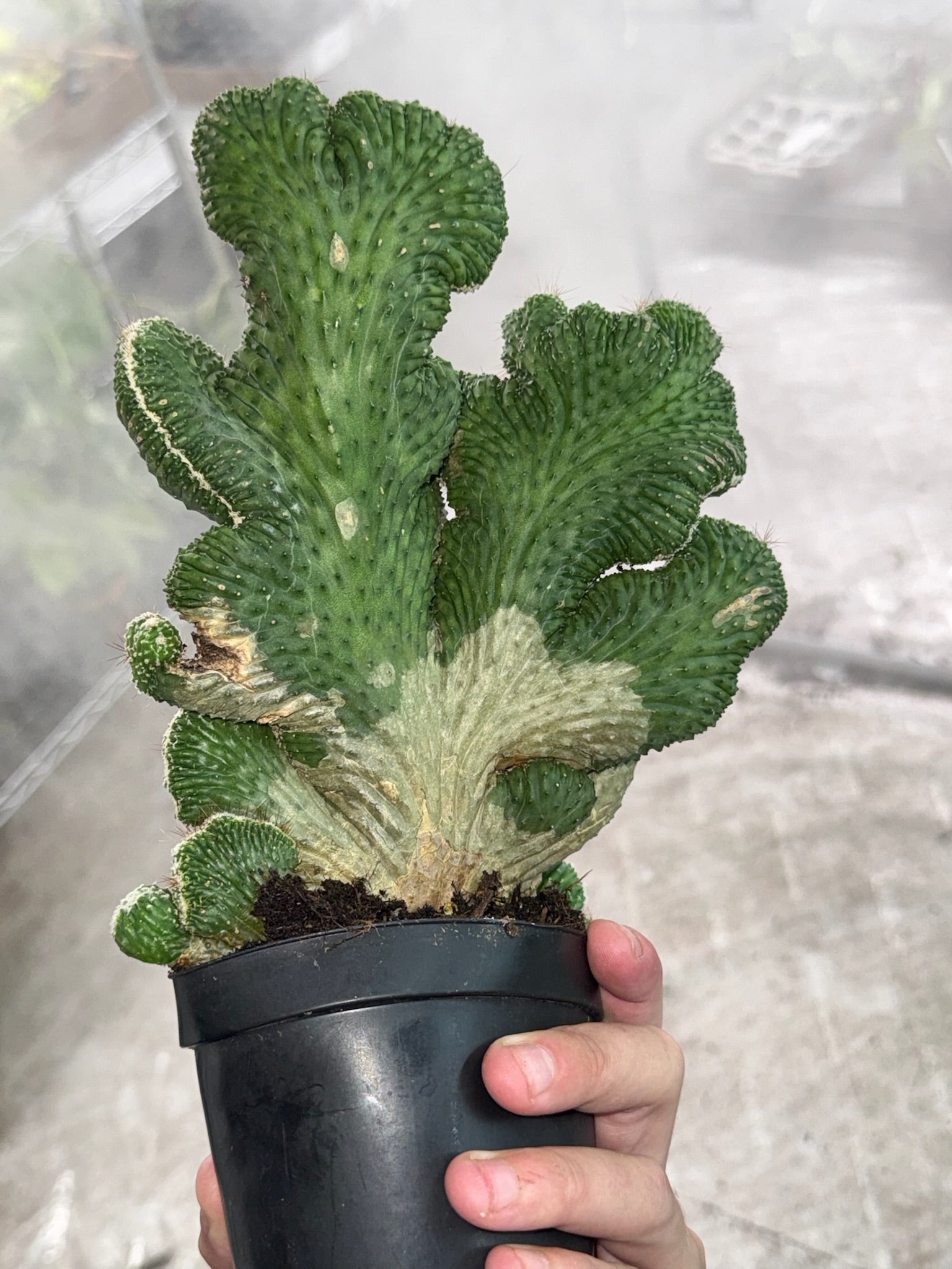 4" Cactus Coral  exact plant