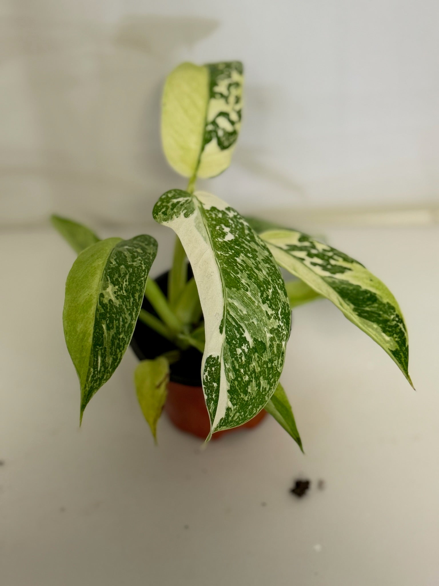 Philodendron Jose Buono 4” Grower’s Choice