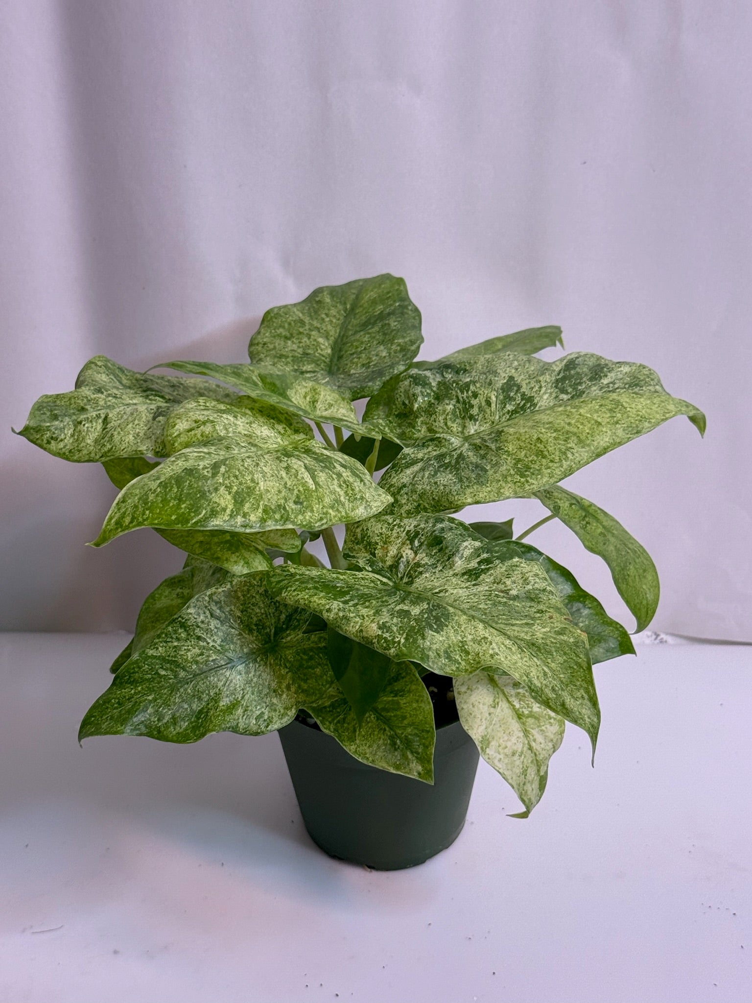 Alocasia Odora Batik 4” Grower’s Choice