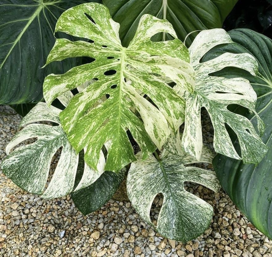Monstera White Monster TC image 0