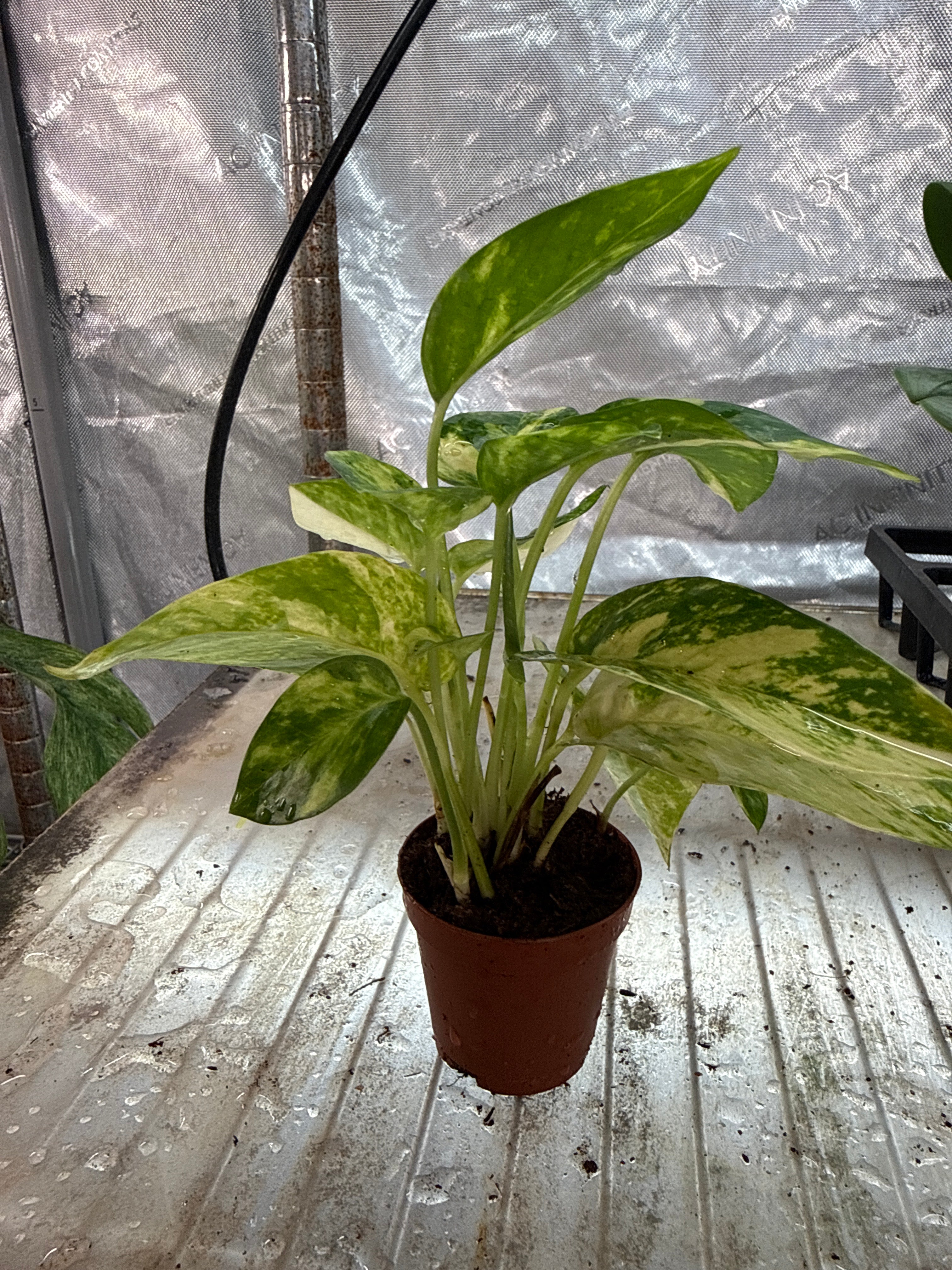 Epipremnum Golden Flame 2”