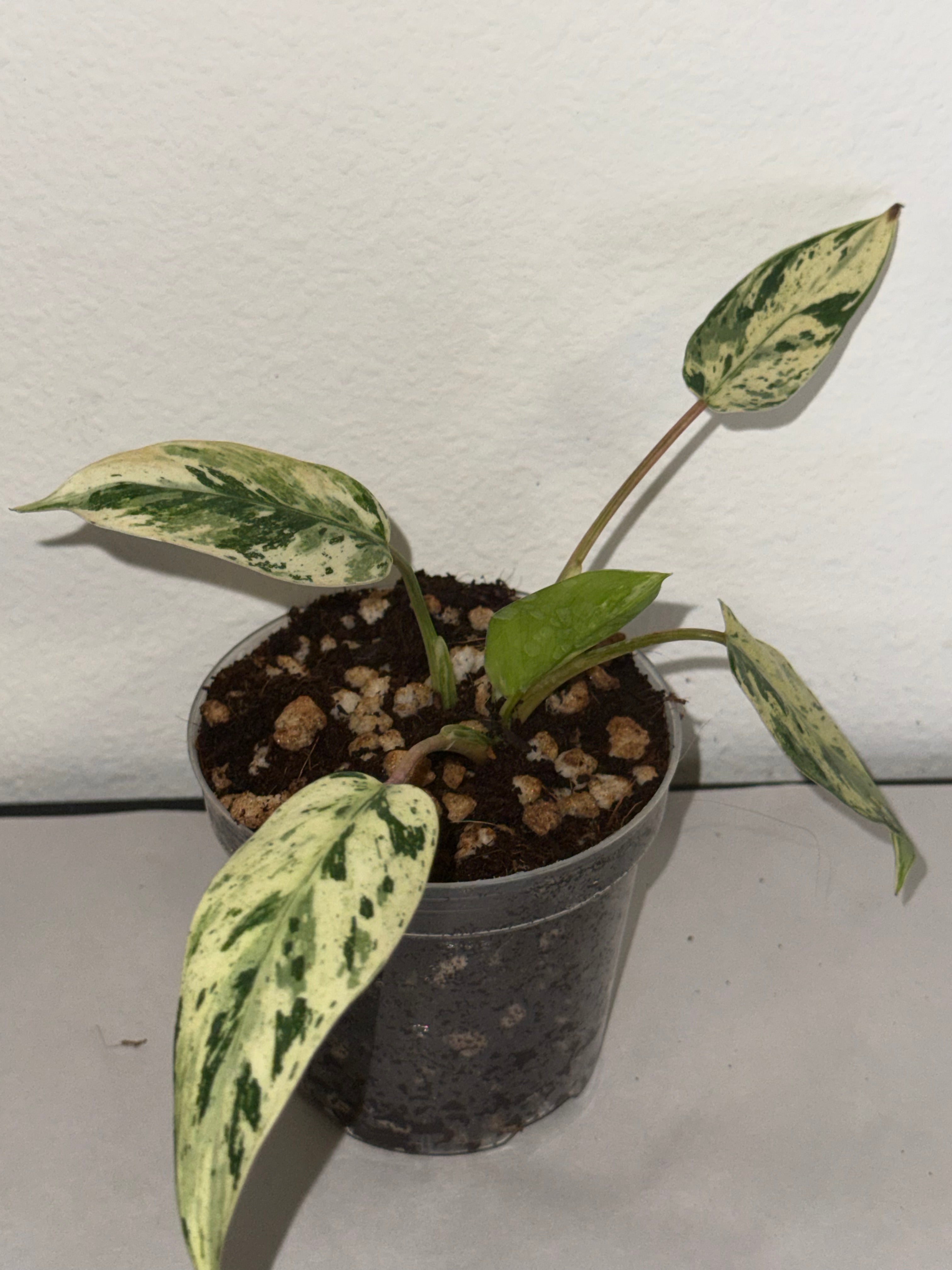Philodendron Emerald King 4” - Jacksbs