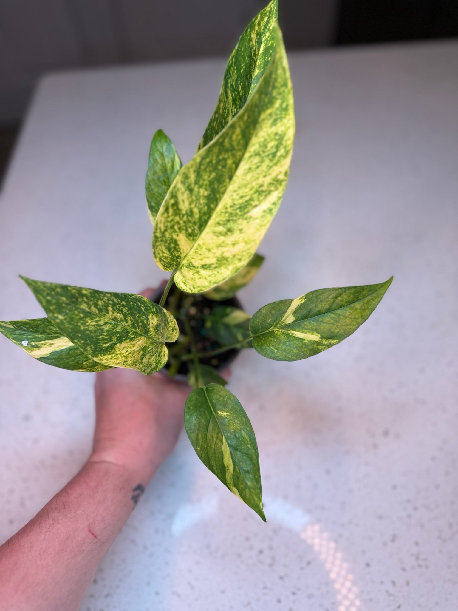 Epipremnum Yellow Flame 4” Grower’s Choice