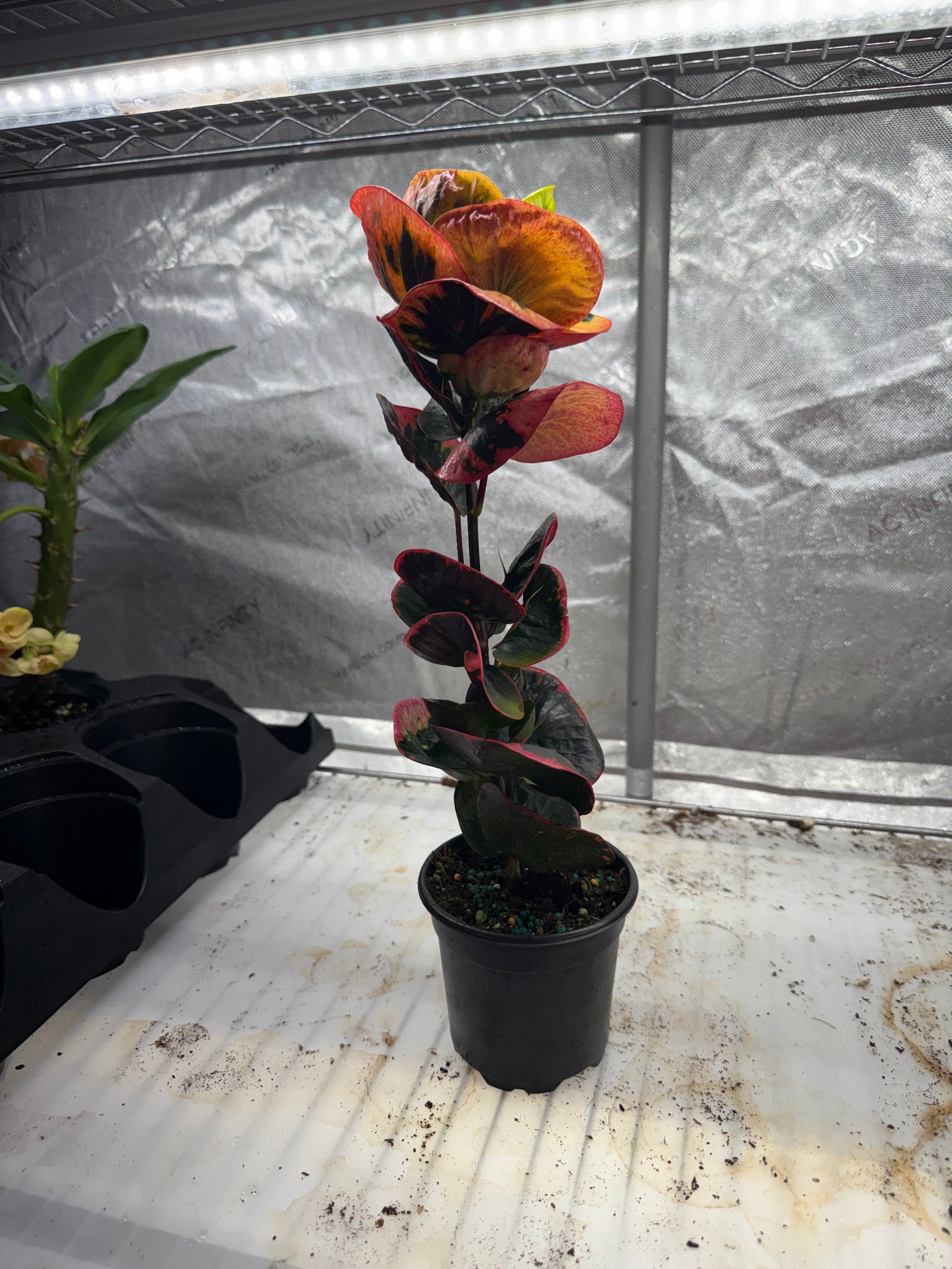 Croton Rose 4" Growers Choice