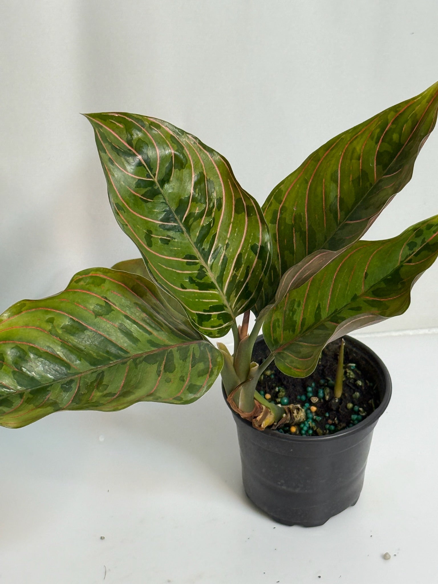 Aglaonema Red Army 4” Grower’s Choice