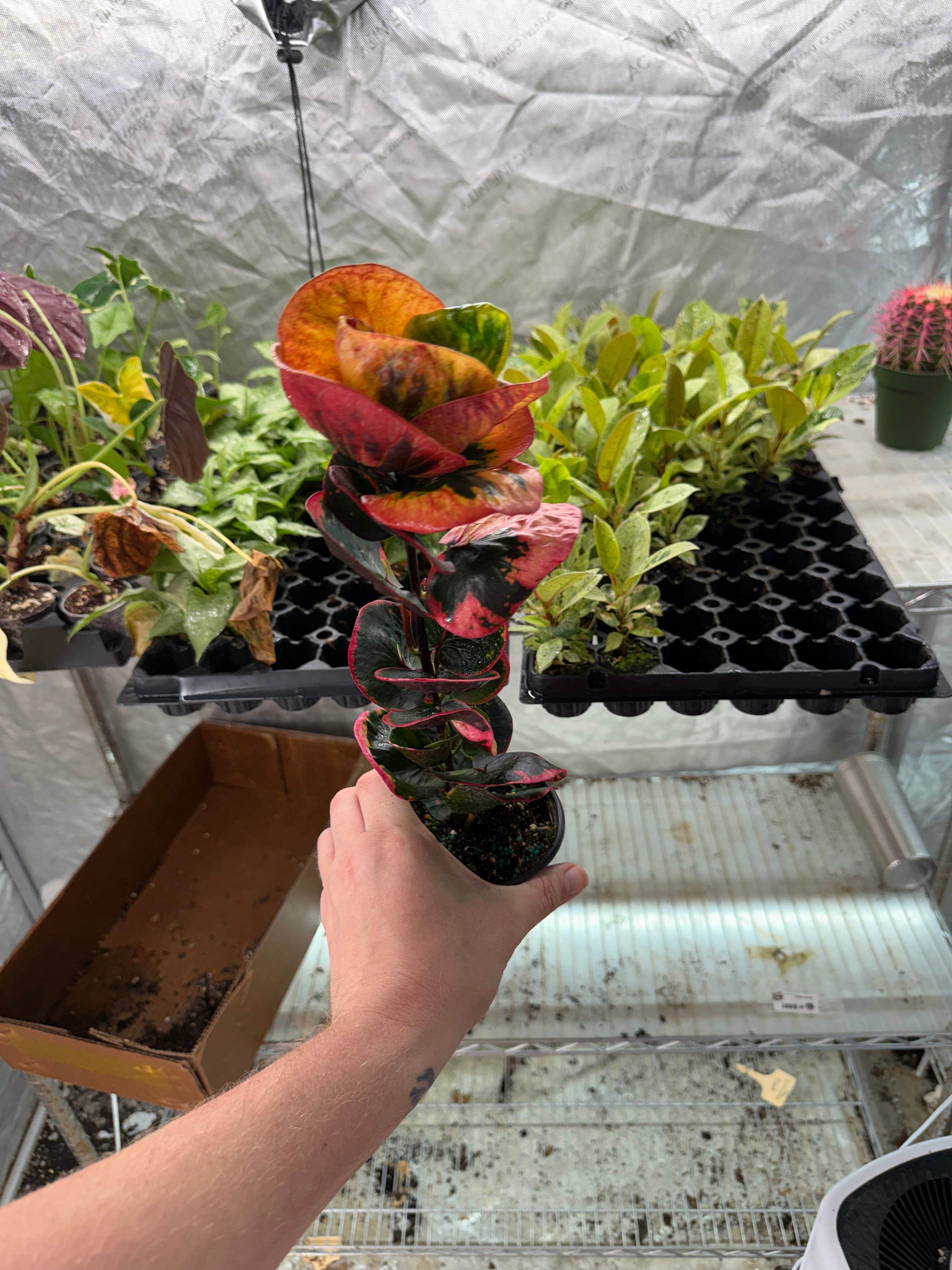 Croton Rose 4" Growers Choice