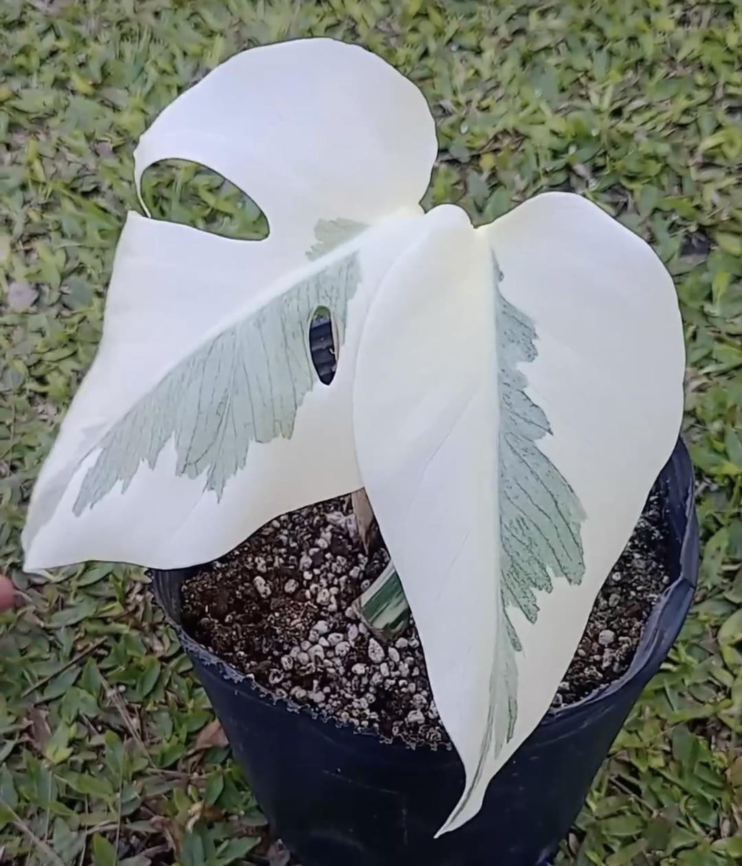 Monstera Lava Monster TC ships 12/18 | Jacksbs