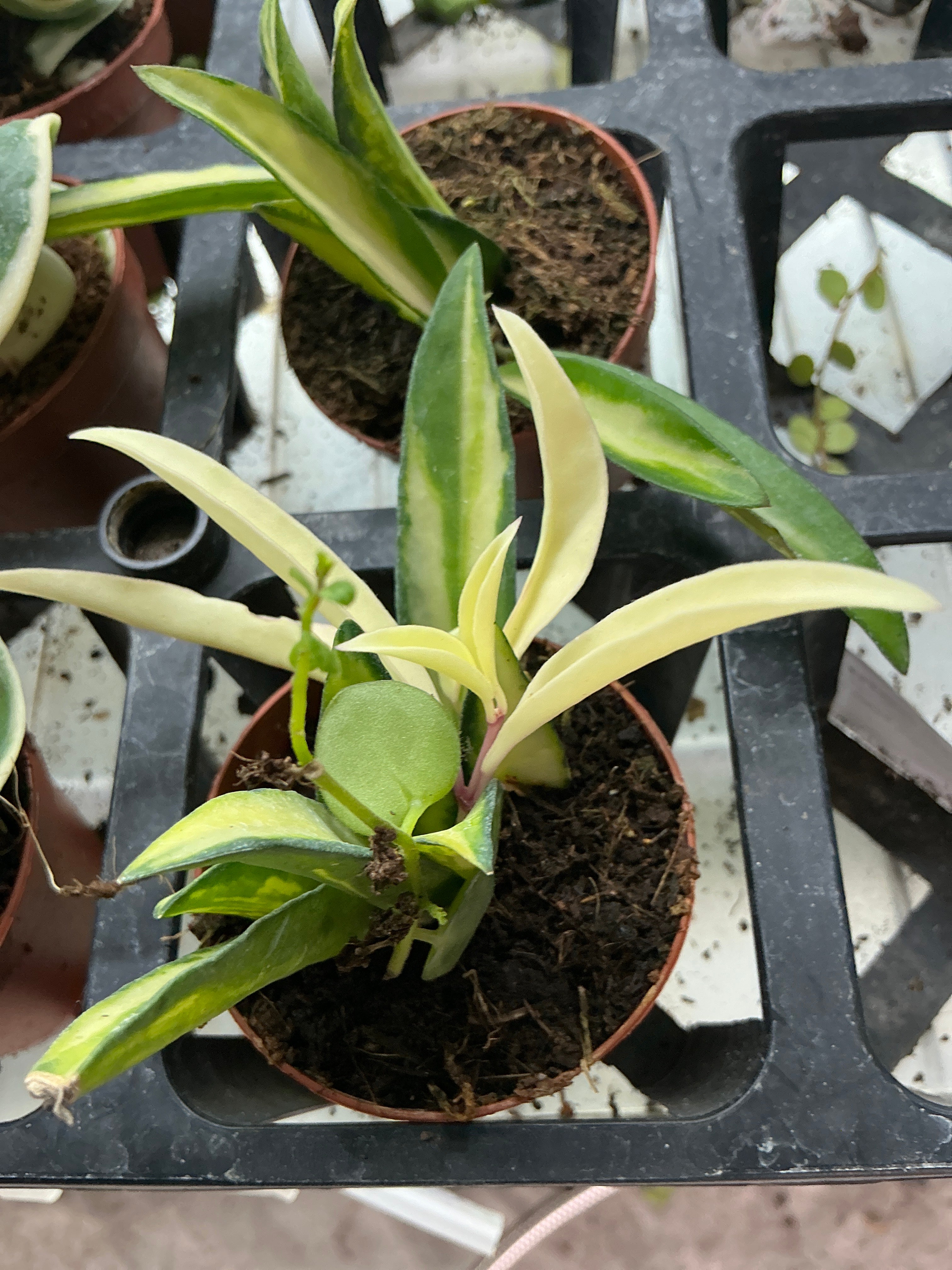 Hoya wayetii 2” - Jacksbs