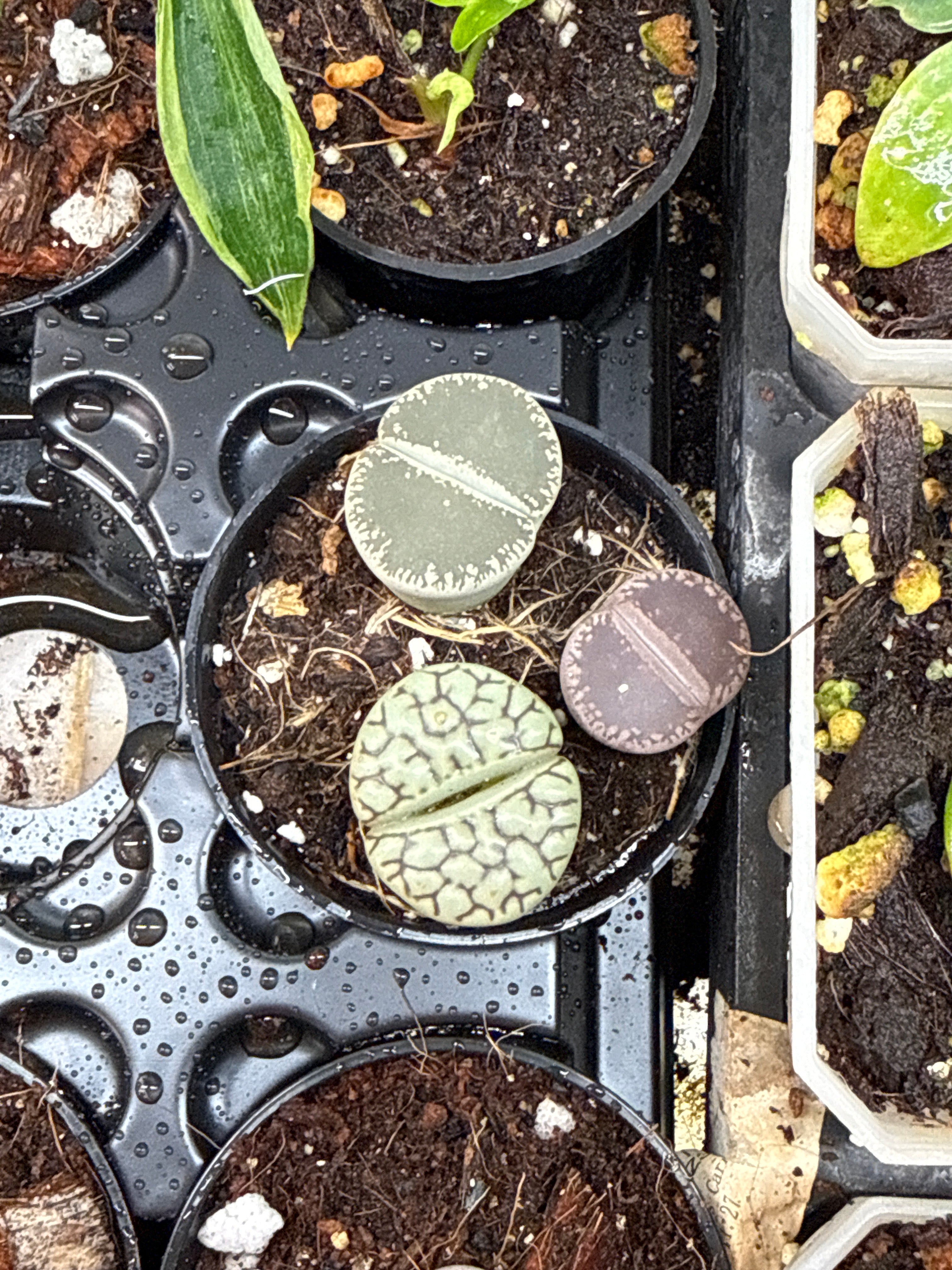Living Rocks (Lithops) - Jacksbs