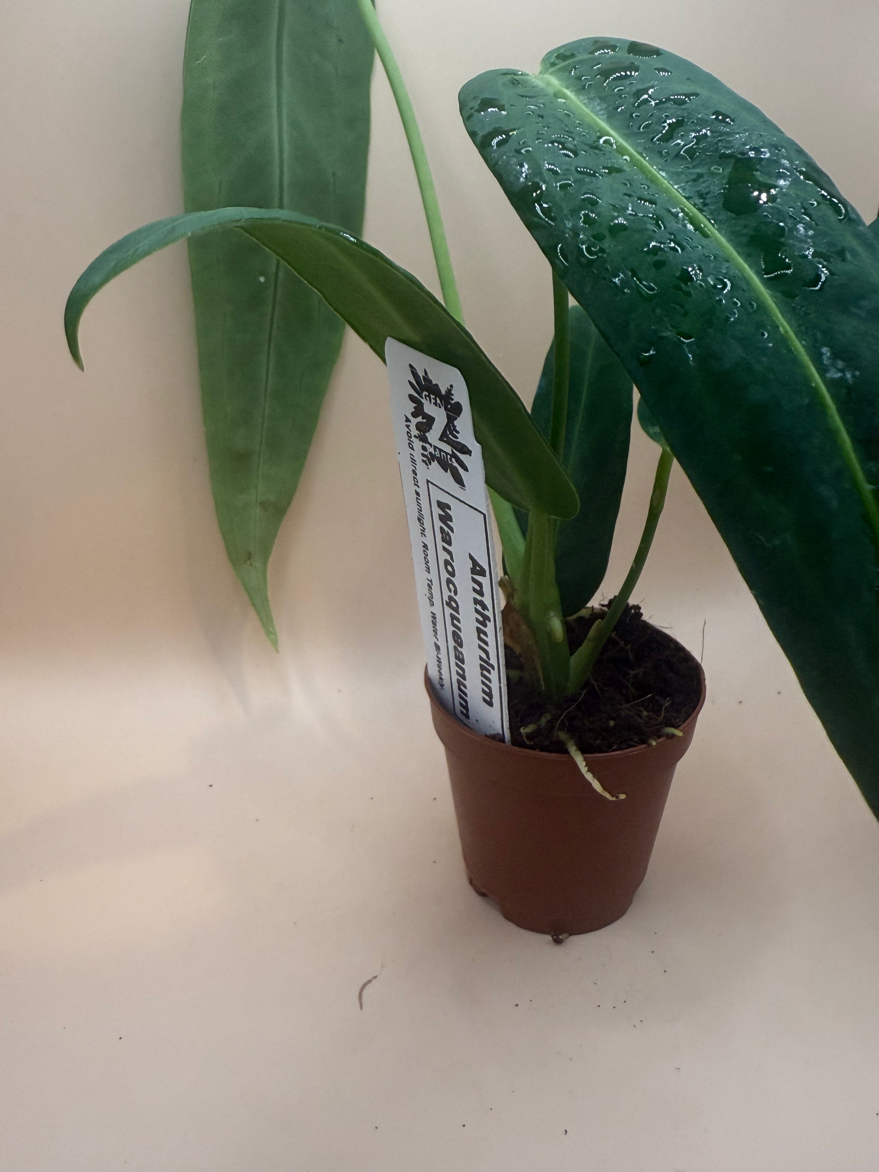 Anthurium Warocqueanum  image 1