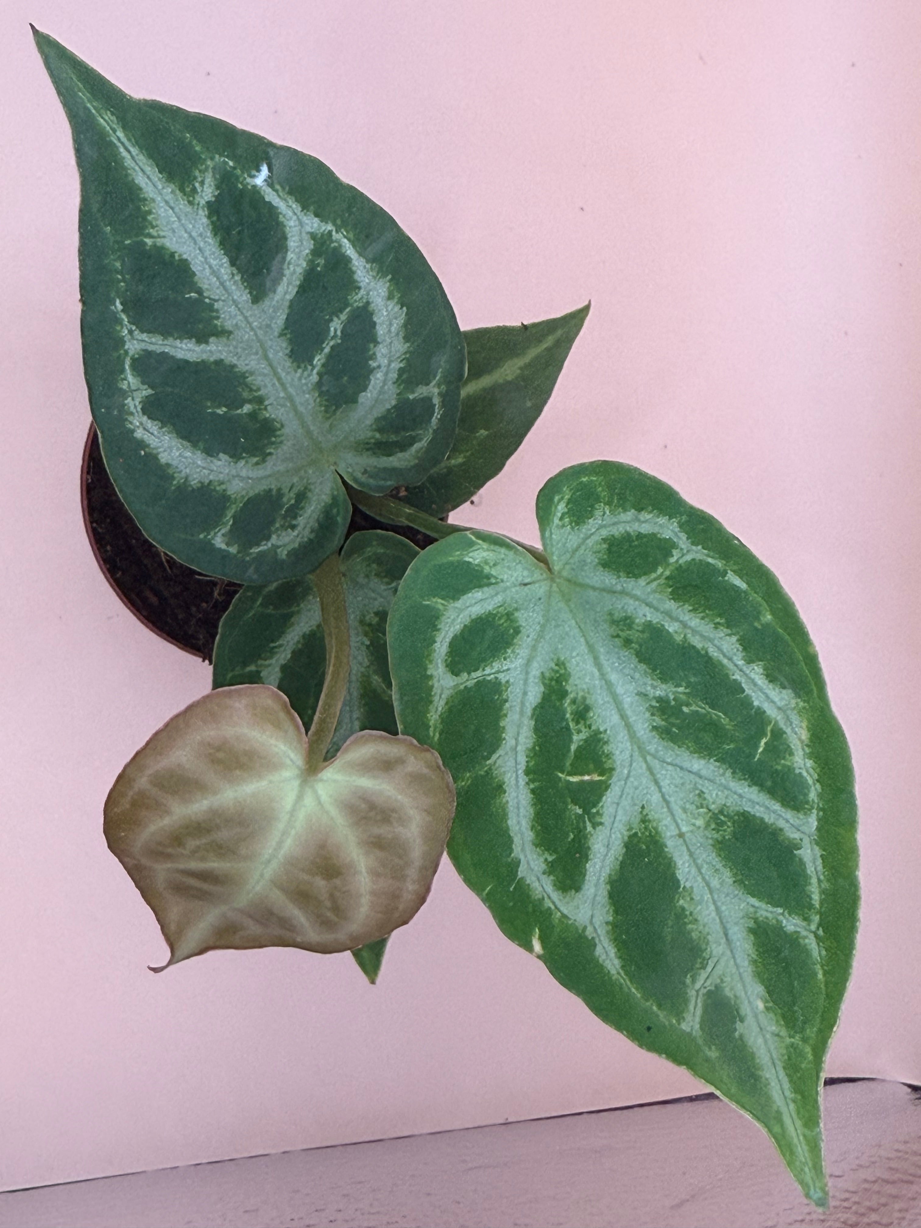 Anthurium Silver Blush 2" image 0