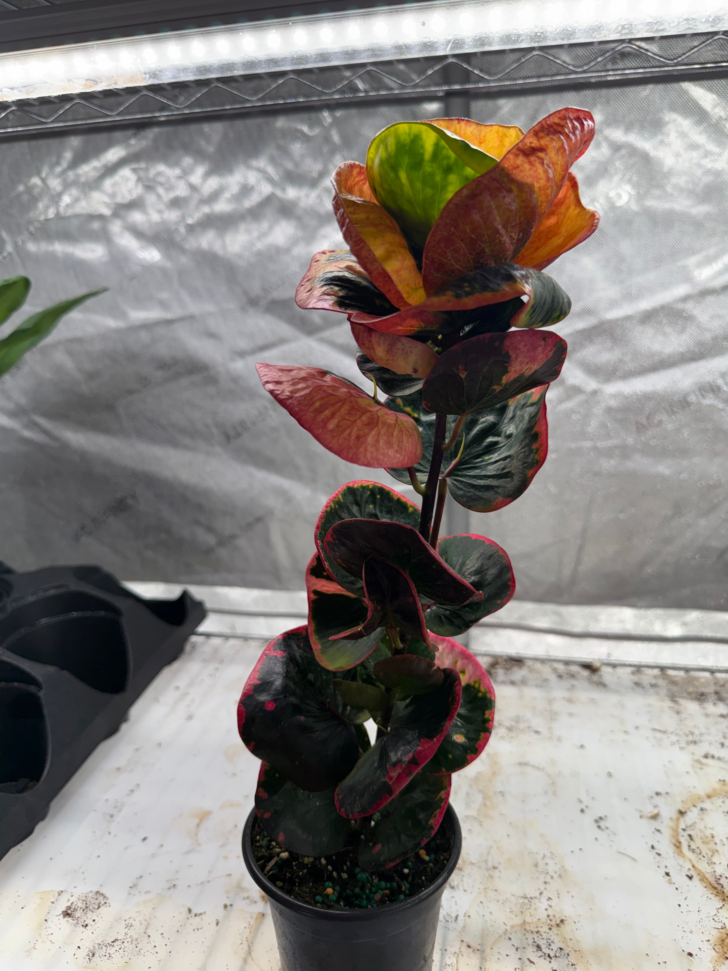 Croton Rose 4" Growers Choice