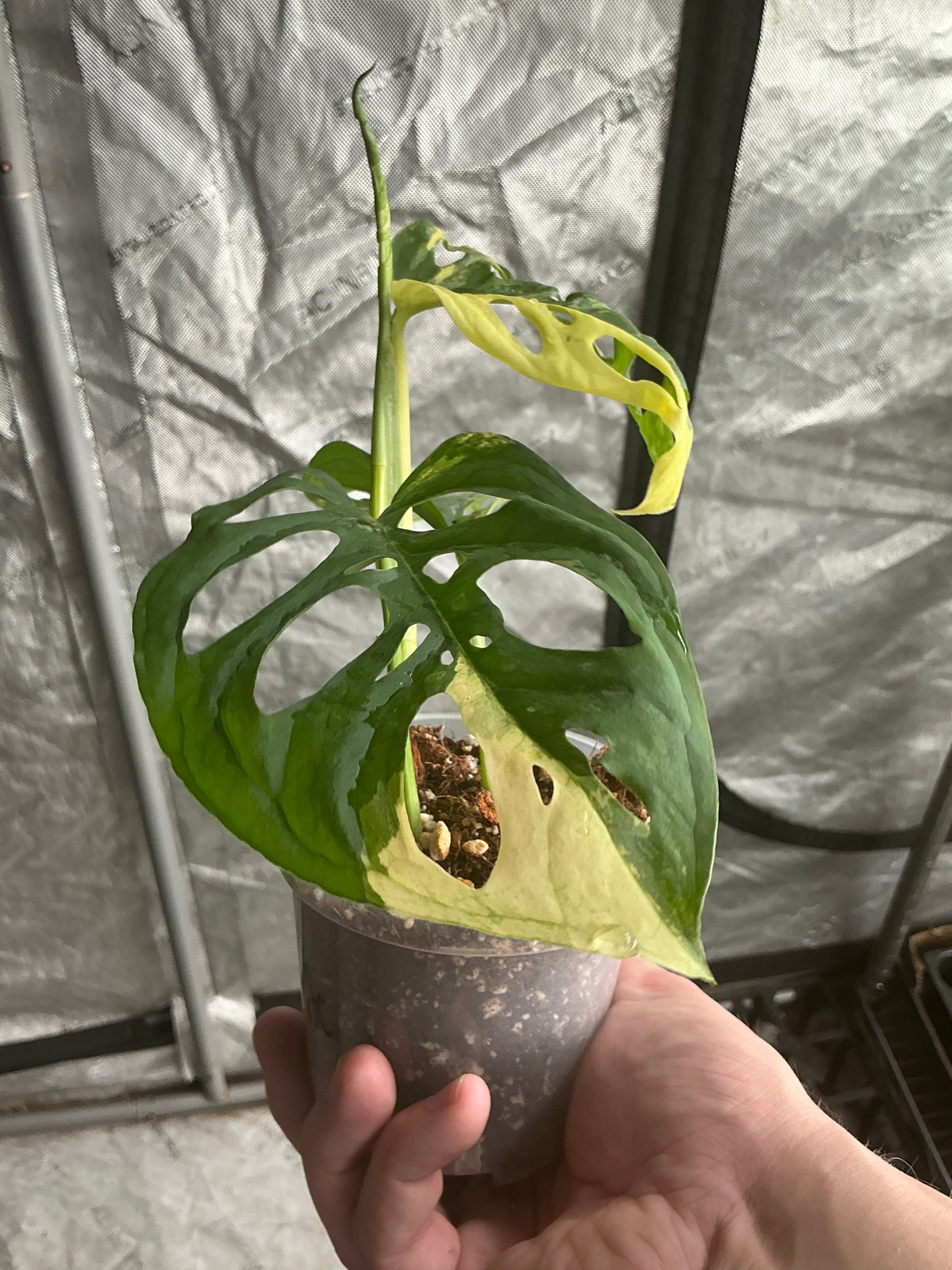 Monstera Adansonii Albo 4" Gower's Choice
