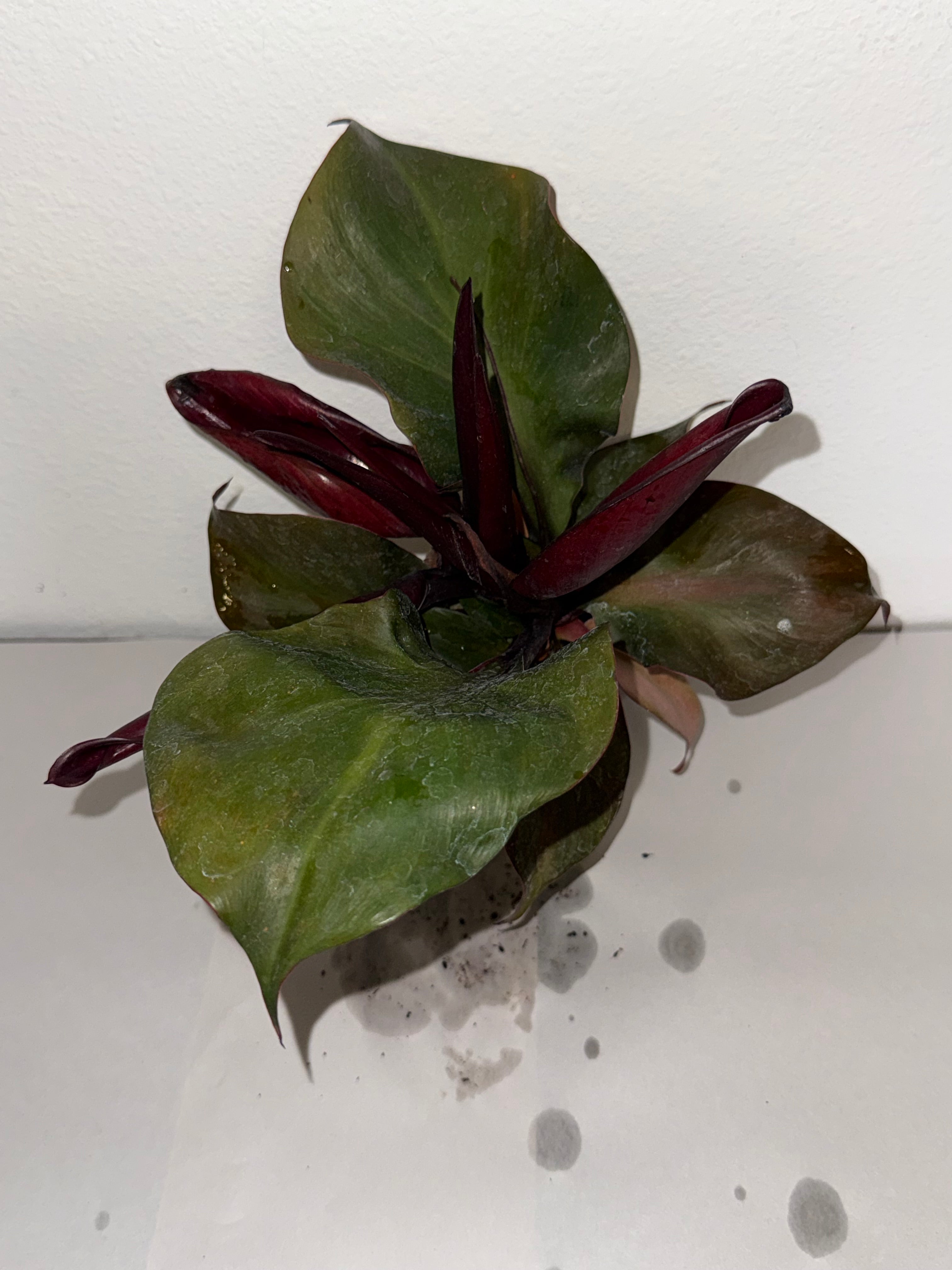 Philodendron Red Heart 4” - Jacksbs