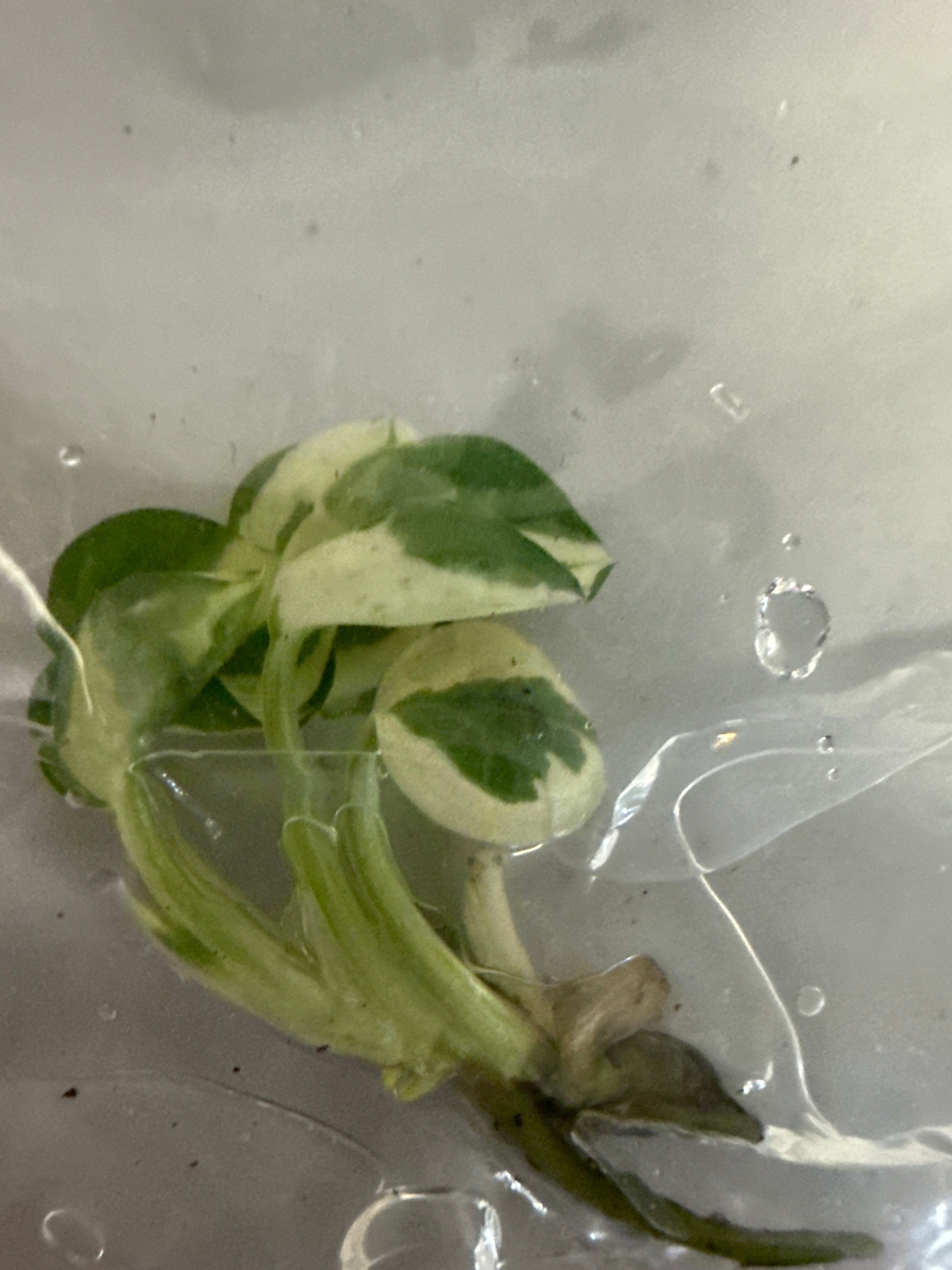 Philodendron Forrest of White - Jacksbs