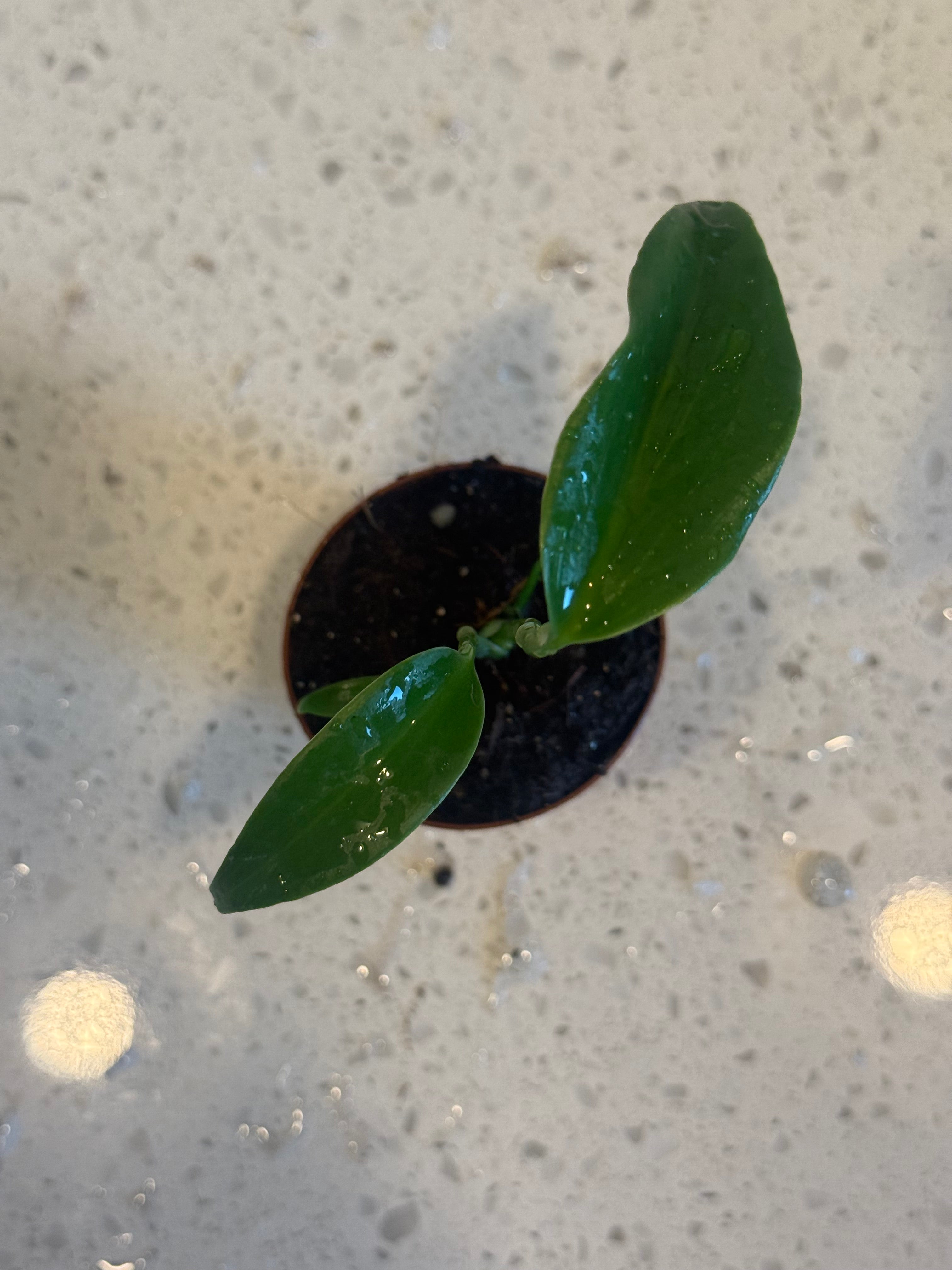 Monstera Burle Marx Flame 2" image 2