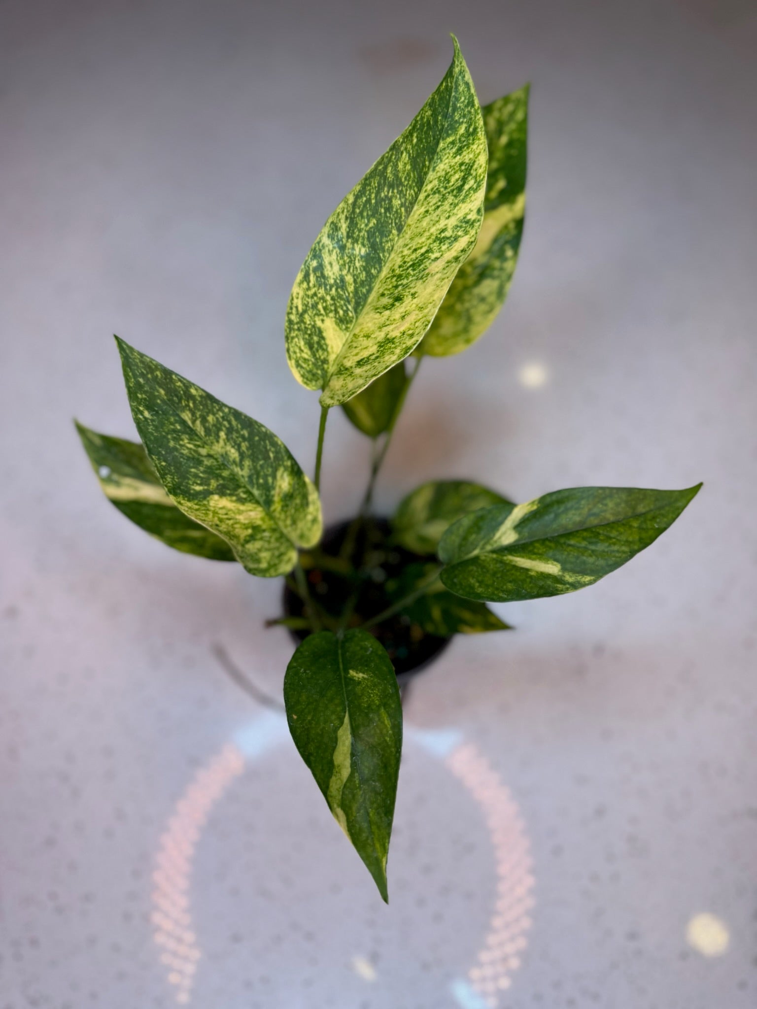 Epipremnum Yellow Flame 4” Grower’s Choice