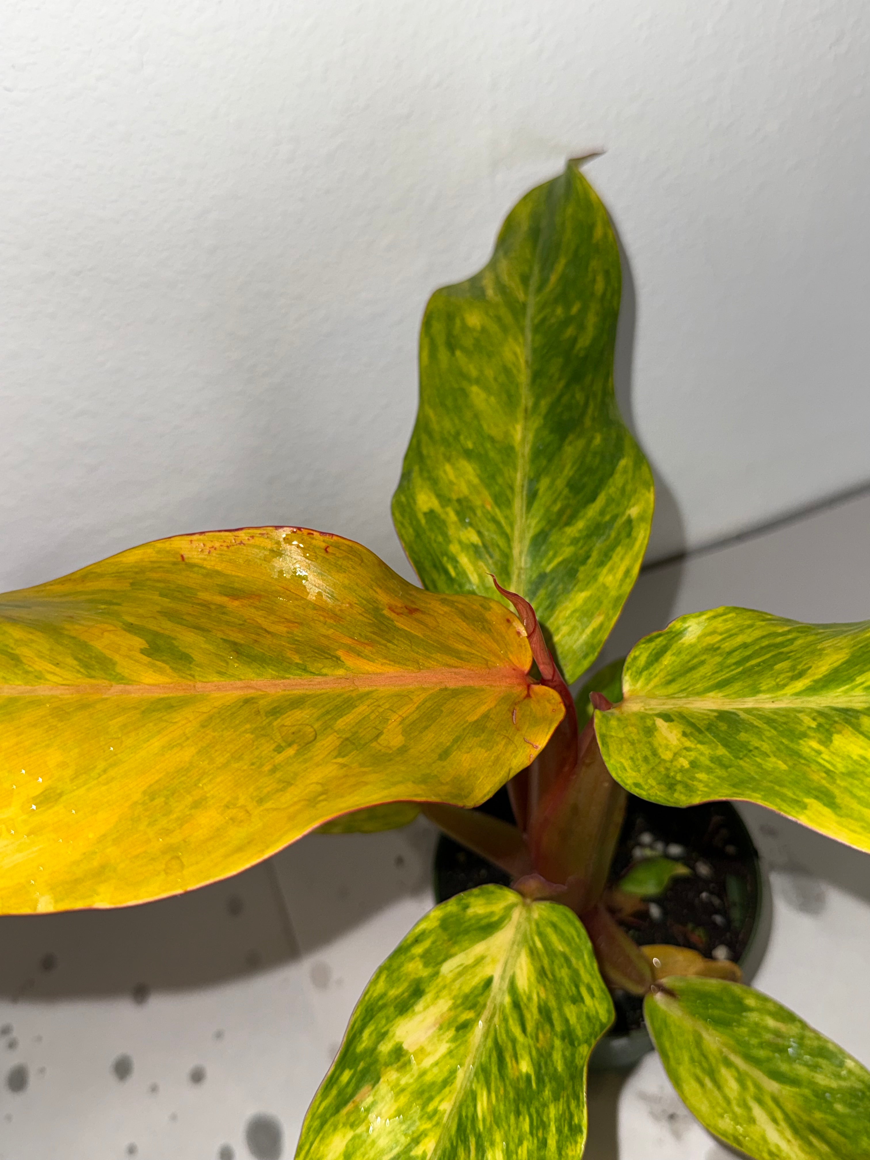 Philodendron Orange Marmalade 4” - Jacksbs